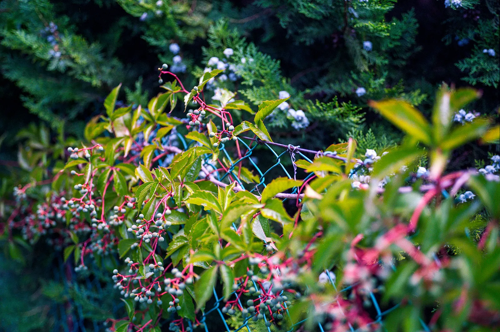 Virginia Creeper (Parthenocissus Quinquefolia) — offering seasonal interest to your landscape.<br><br>This plant thrives in full sun to full shade; that