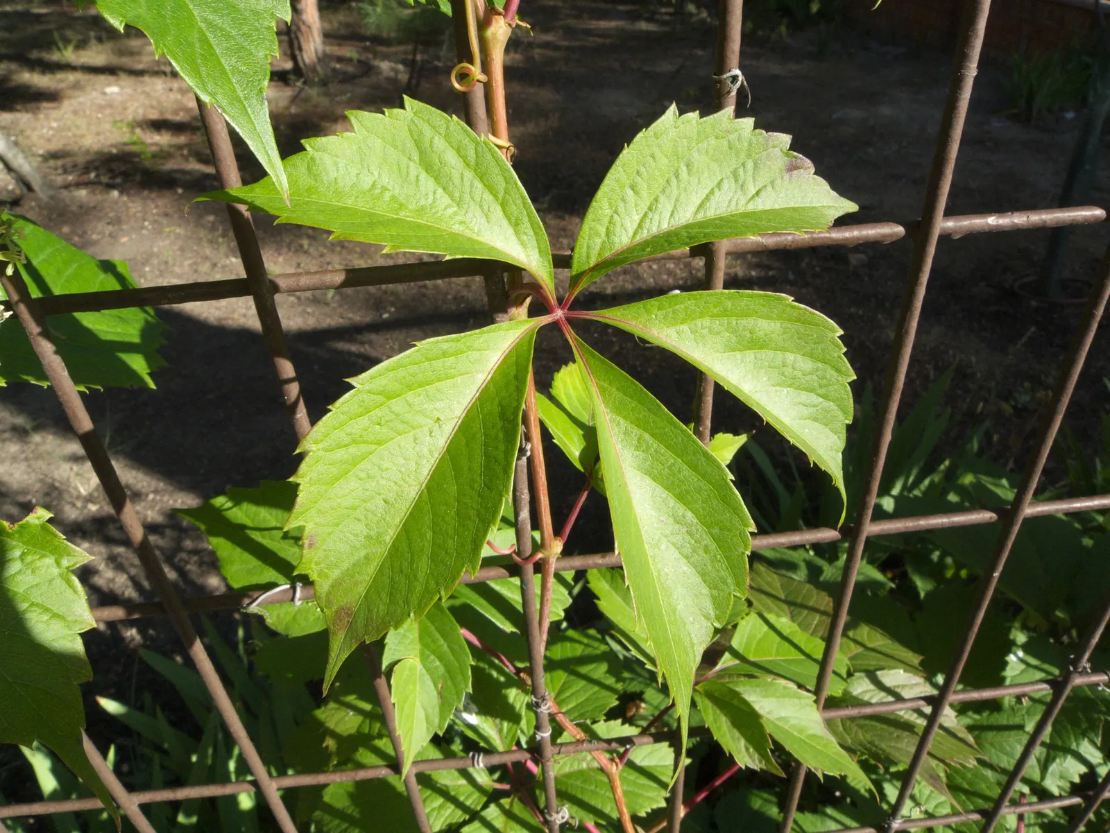 Virginia Creeper (Parthenocissus Quinquefolia) — that Virginia Creeper can become quite aggressive if left unchecked