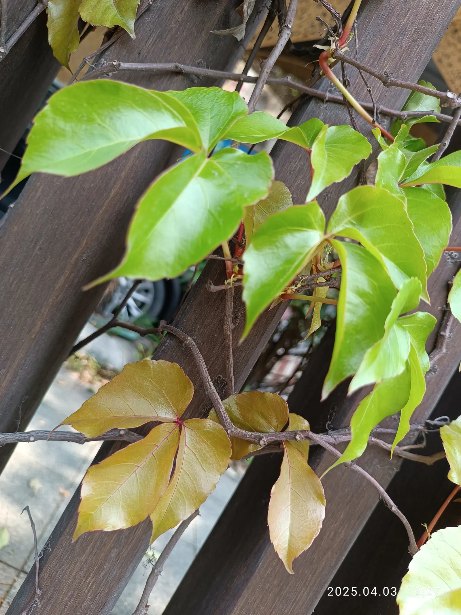 Virginia Creeper (Parthenocissus Quinquefolia) — is a versatile and hardy deciduous vine native to Eastern and Central North America; virginia, image 112