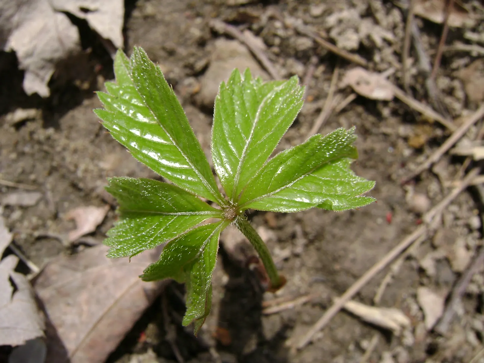 Virginia Creeper (Parthenocissus Quinquefolia) — which are not edible for humans but are cherished by birds; tiny greenish flowers in the summer, image 100