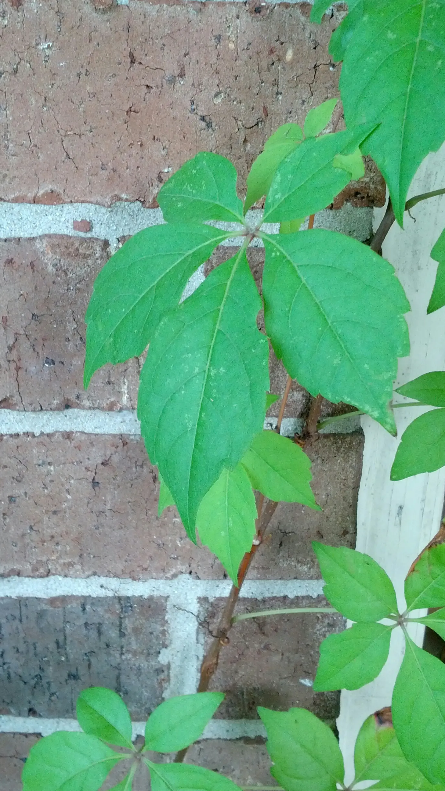 Virginia Creeper (Parthenocissus Quinquefolia) — providing a lush green in summer and vivid red in autumn; emerge a glossy green in spring and, image 110