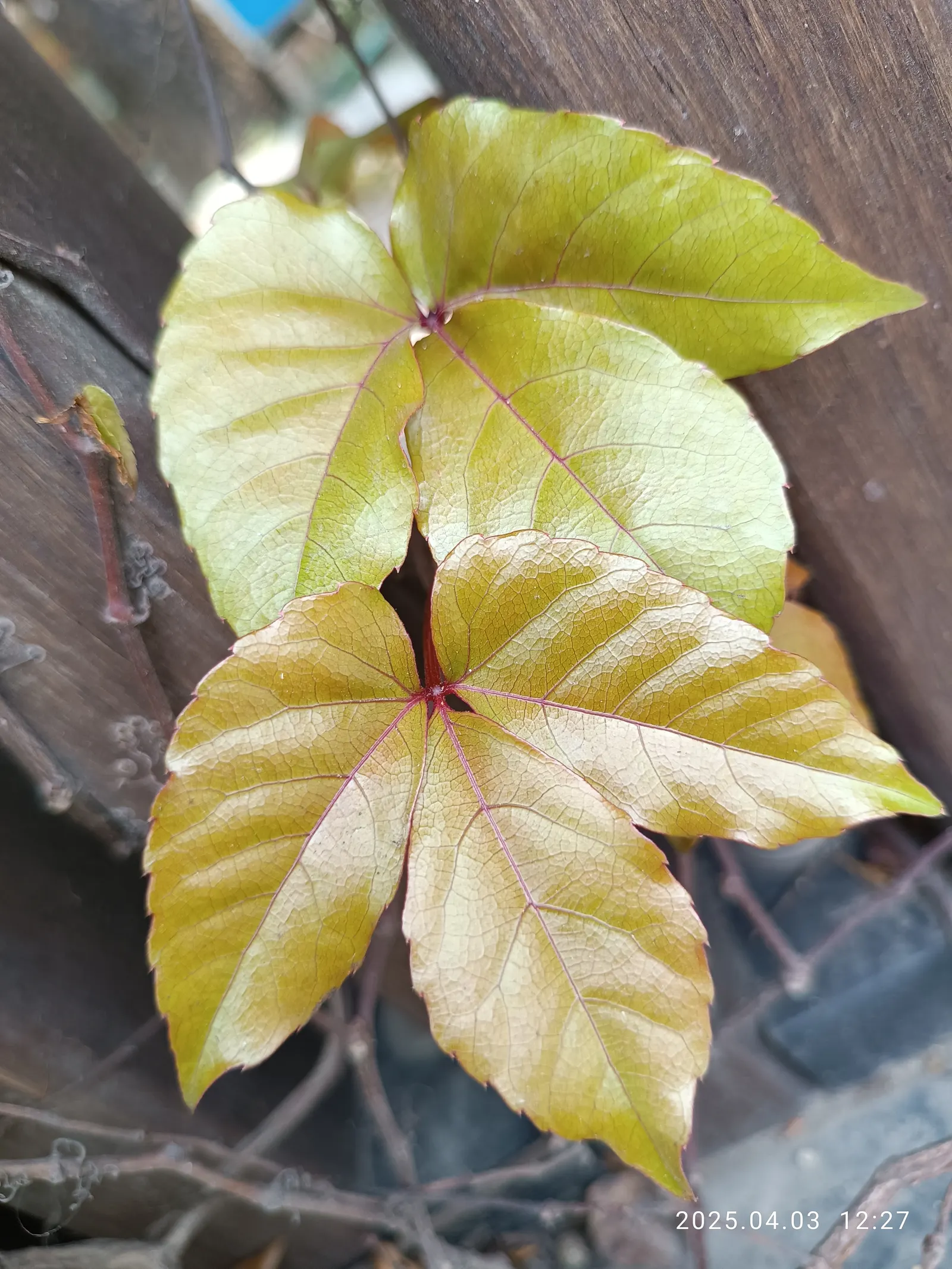 Virginia Creeper (Parthenocissus Quinquefolia) — so occasional pruning may be required to manage its growth