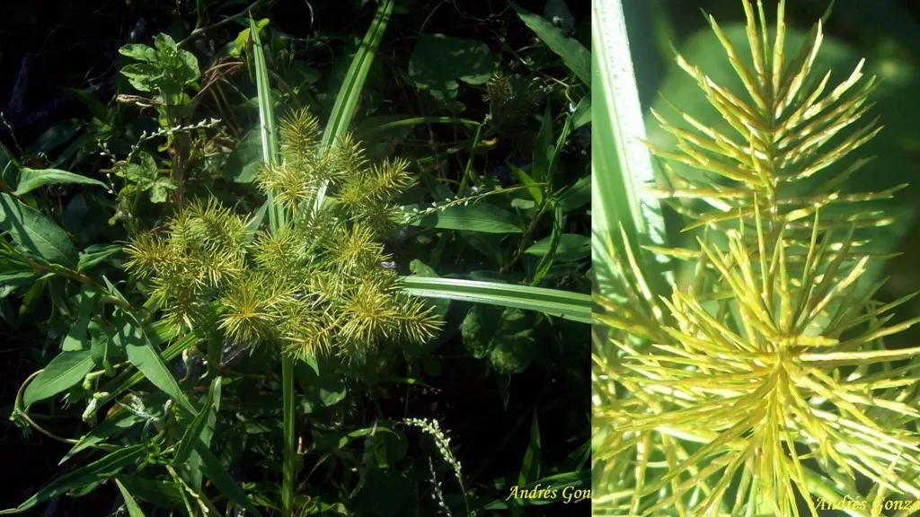 Rusty Sedge (Carex subfusca) — This sedge prefers part-shade to full-shade and moist, well-drained soil; this sedge is an ideal choice for mass plantings