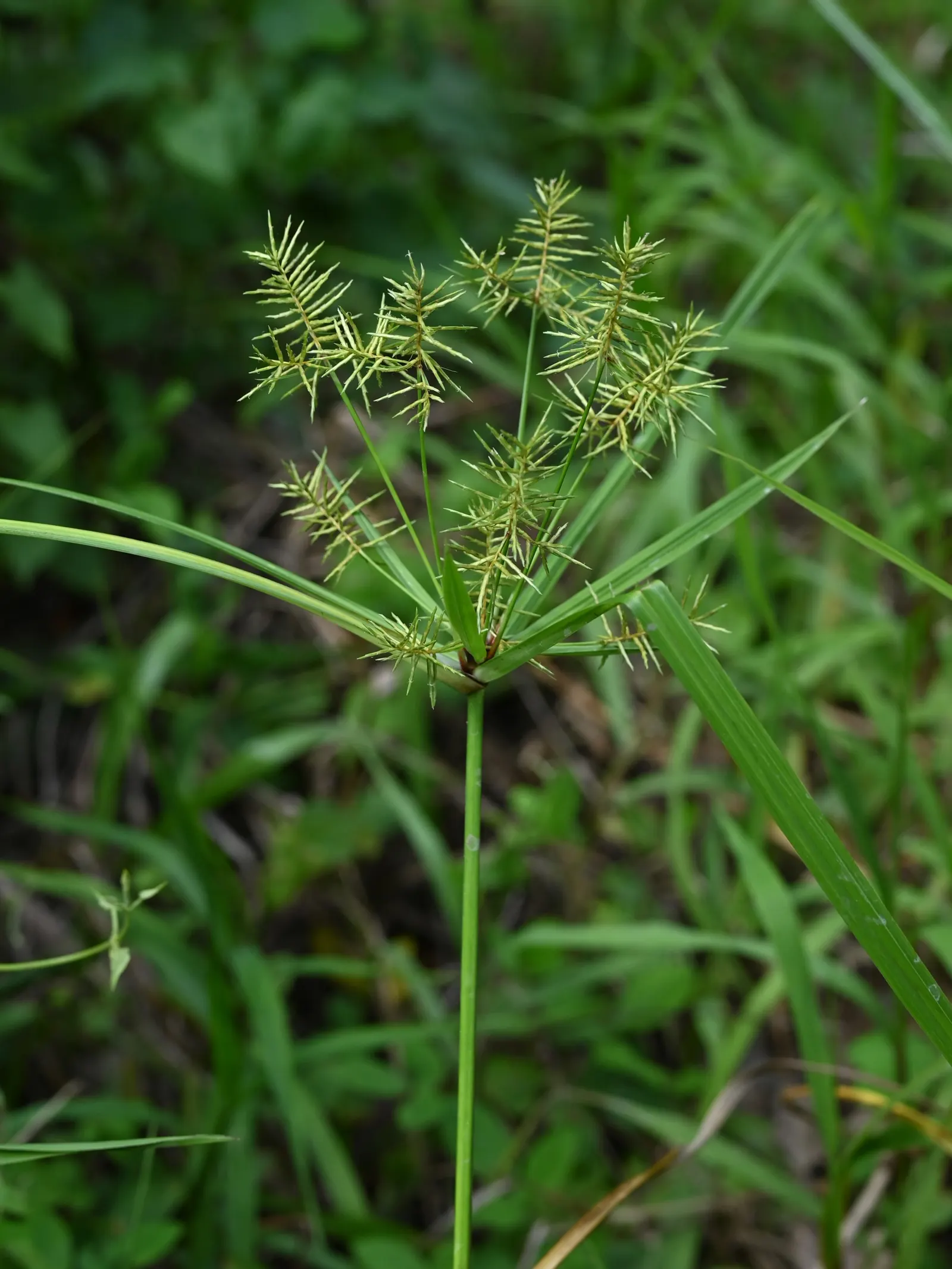 Rusty Sedge (Carex subfusca) — Rusty Sedge produces inconspicuous brown flower spikes in late spring