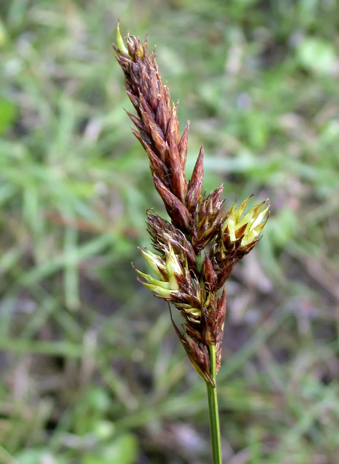 Rusty Sedge (Carex subfusca) — Mature specimens typically grow to a height of 6 to 10 inches; easy to maintain, it's ideal for woodland settings and, image 57