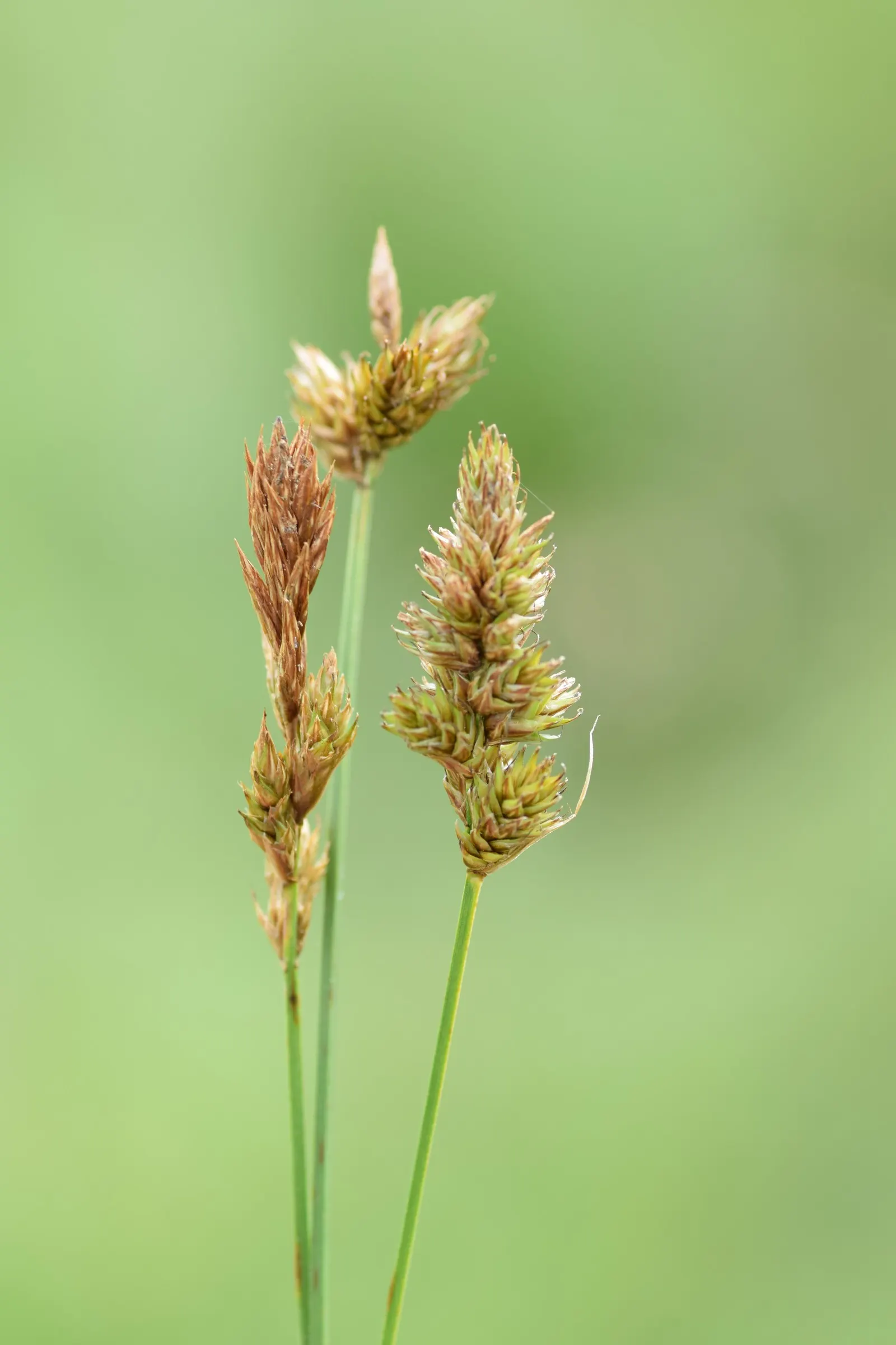 Rusty Sedge (Carex subfusca) — with a similar spread.<br><br>Carex subfusca is a relatively low-maintenance plant, image 35