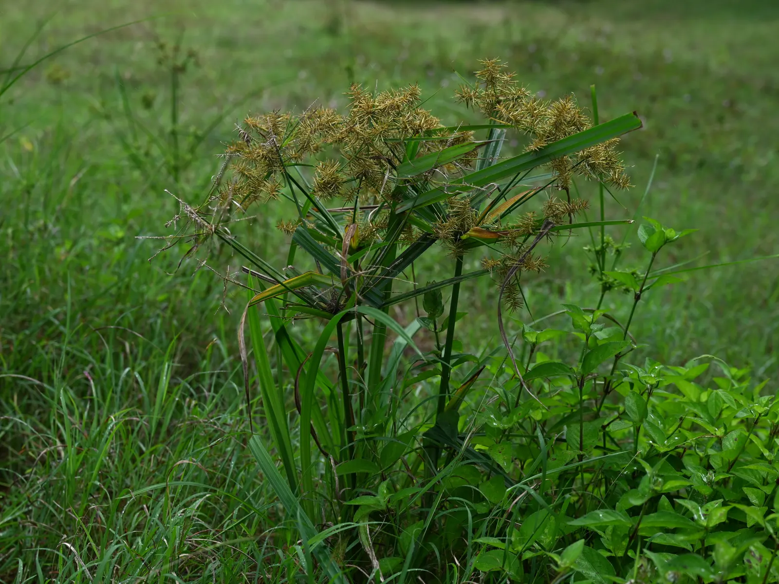 Rusty Sedge (Carex subfusca) — gold flowers in the garden