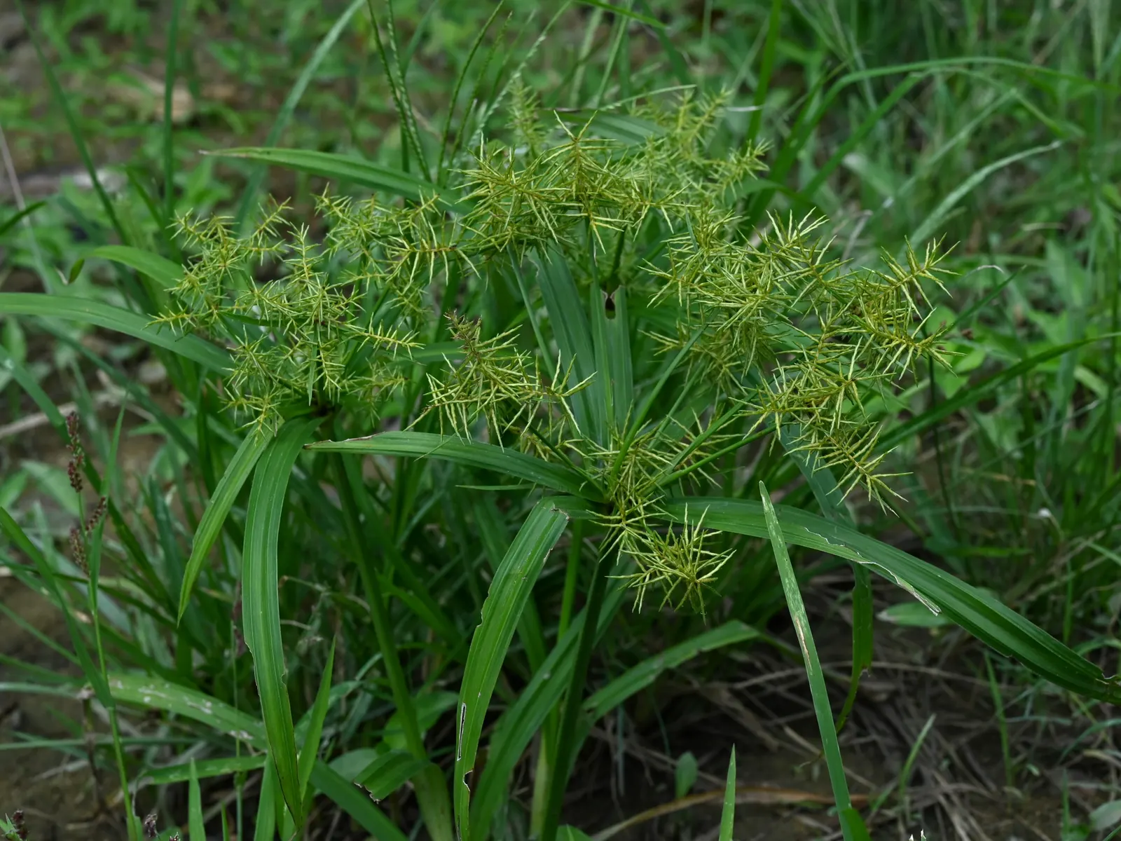 Rusty Sedge (Carex subfusca) — It features brownish flower spikes in spring, adding subtle interest; it typically grows 6-12 inches high and wide