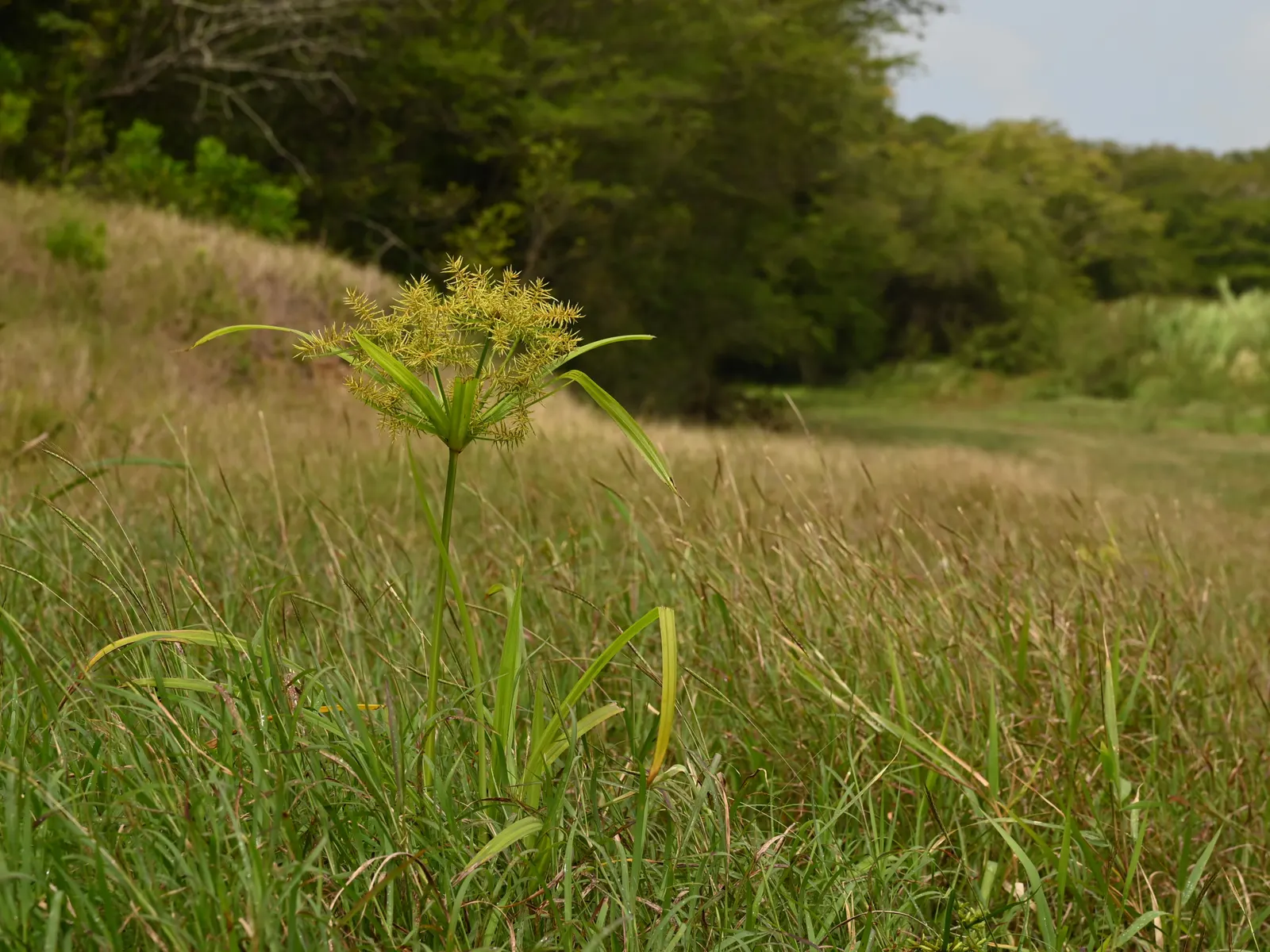 Rusty Sedge (Carex subfusca) — This sedge prefers part-shade to full-shade and moist, well-drained soil