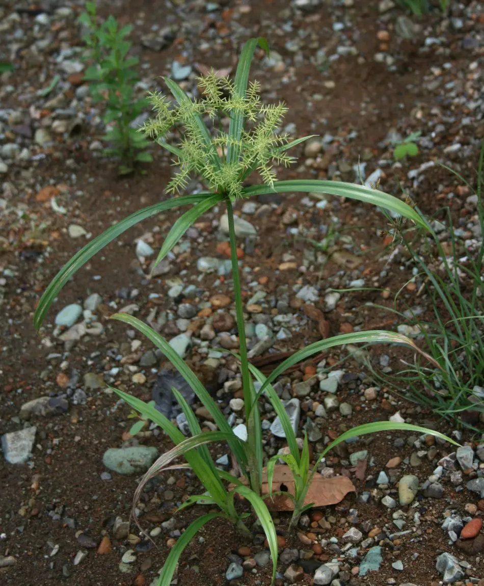Rusty Sedge (Carex subfusca) — It features brownish flower spikes in spring, adding subtle interest