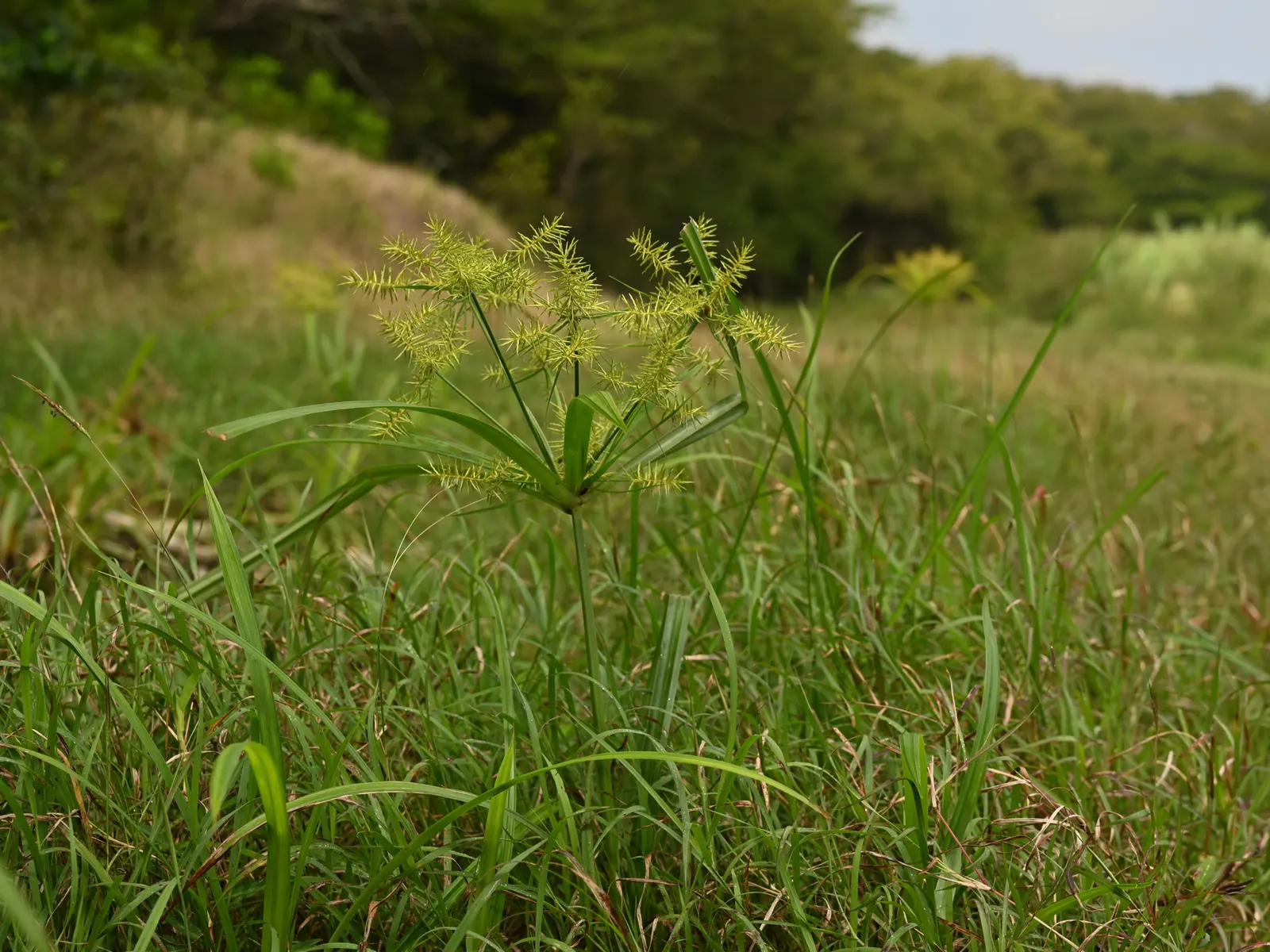 Rusty Sedge (Carex subfusca) — particularly noticeable at the base of the tufts