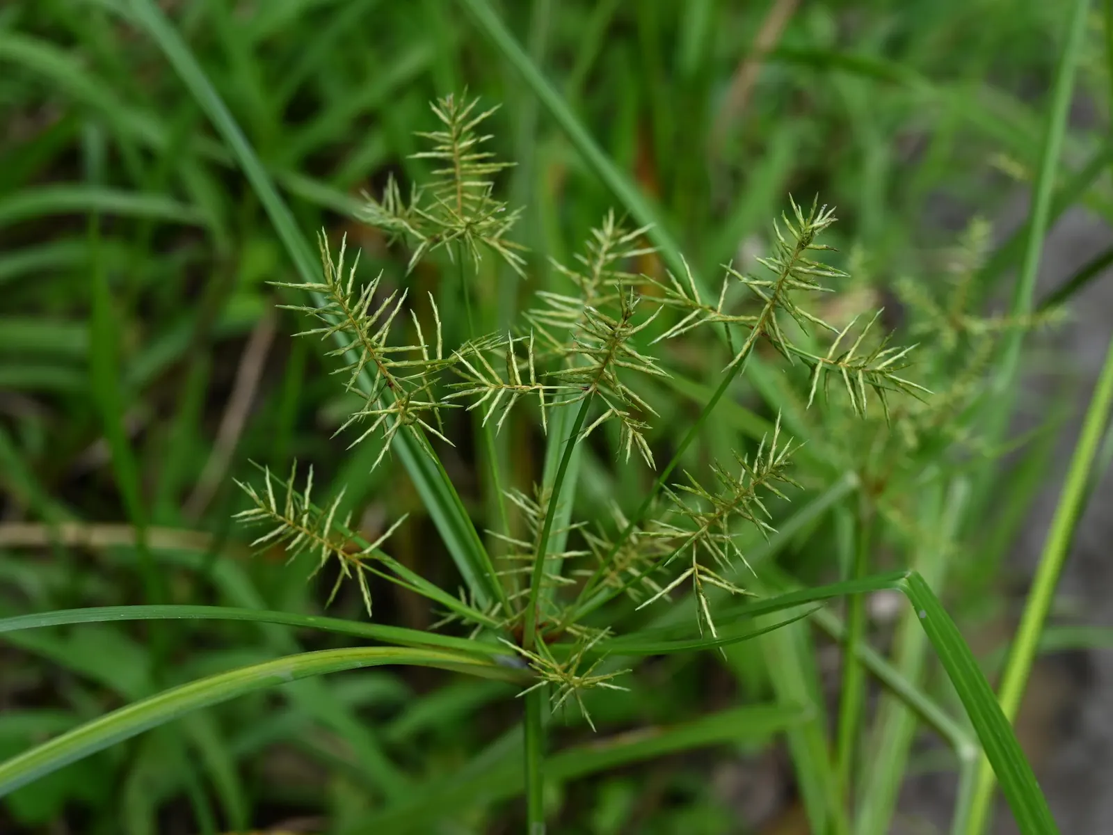Rusty Sedge (Carex subfusca) — with a similar spread.<br><br>Carex subfusca is a relatively low-maintenance plant, image 58
