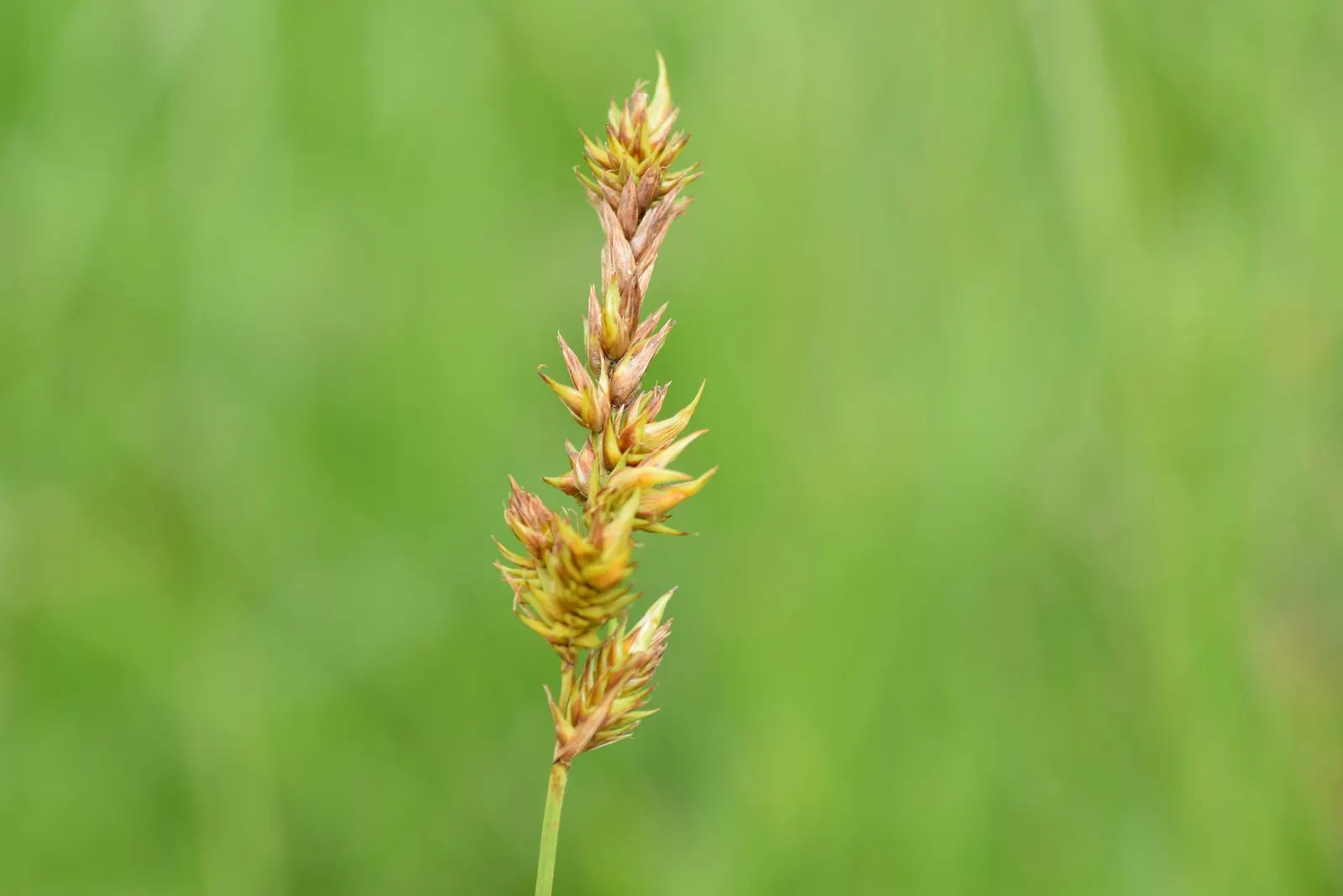 Rusty Sedge (Carex subfusca) — requiring minimal trimming to remove spent foliage and to maintain its tidy appearance; or as an understory accent in woodland