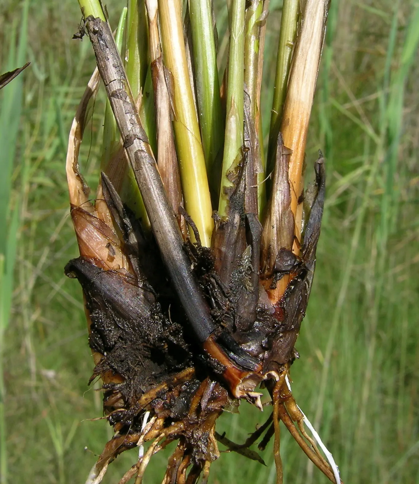 Rusty Sedge (Carex subfusca) — It features brownish flower spikes in spring, adding subtle interest; it typically grows 6-12 inches high and wide, image 50