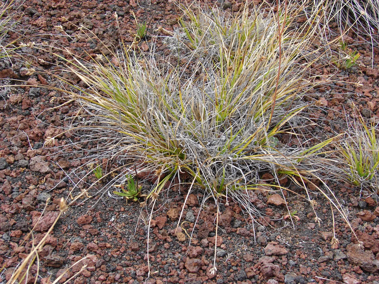 Rusty Sedge (Carex subfusca) — particularly noticeable at the base of the tufts; gold flowers in the garden