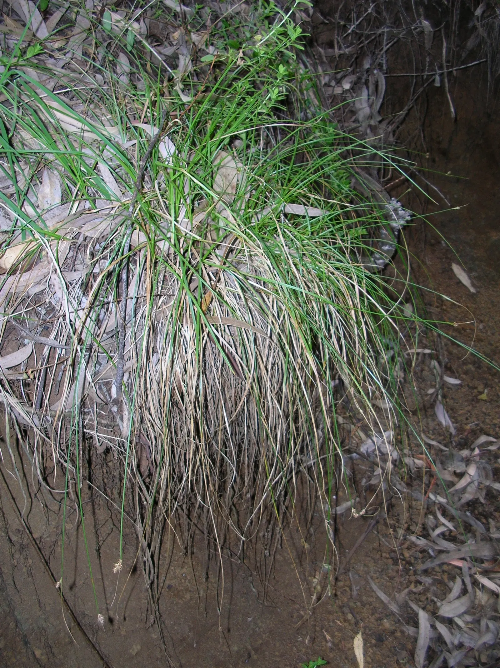 Rusty Sedge (Carex subfusca) — This sedge naturally thrives in USDA hardiness zones 5 through 9; scientifically known as Carex subfusca