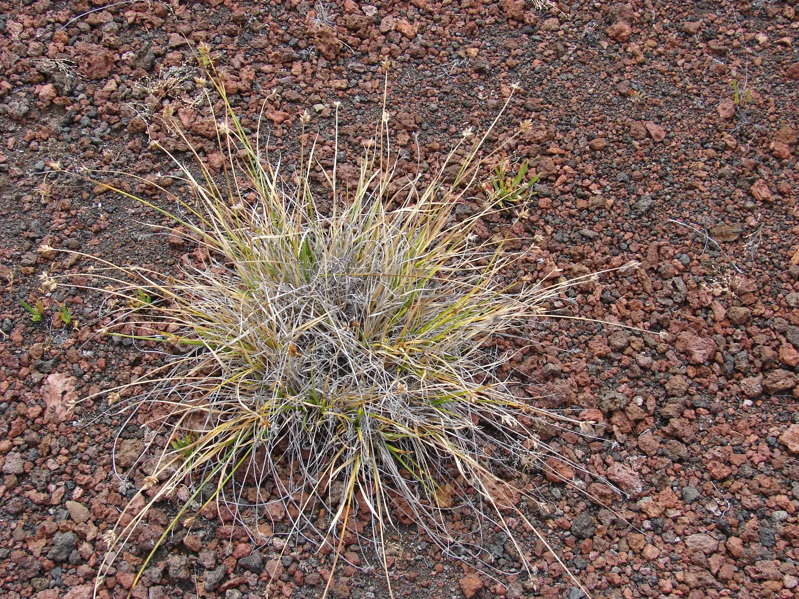 Rusty Sedge (Carex subfusca) — Mature specimens typically grow to a height of 6 to 10 inches