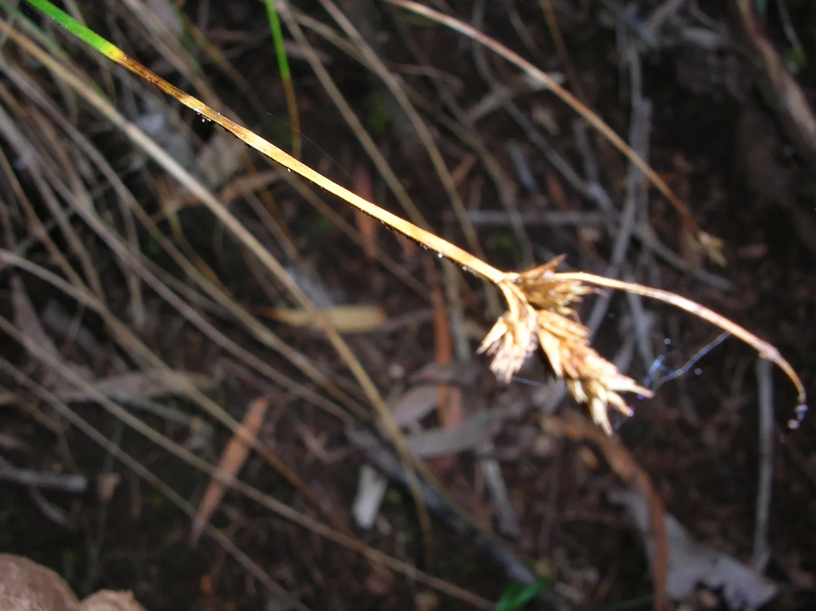 Rusty Sedge (Carex subfusca) — or as an understory accent in woodland gardens due to its lush foliage and graceful form
