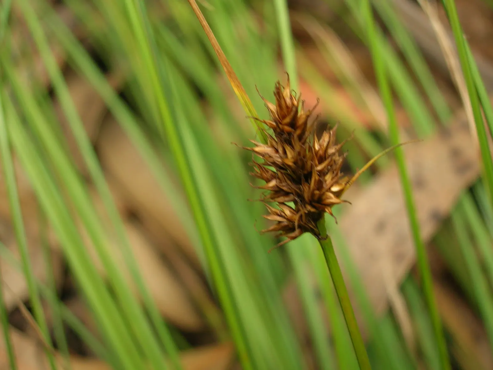 Rusty Sedge (Carex subfusca) — This sedge prefers part-shade to full-shade and moist, well-drained soil; this sedge is an ideal choice for mass, image 49