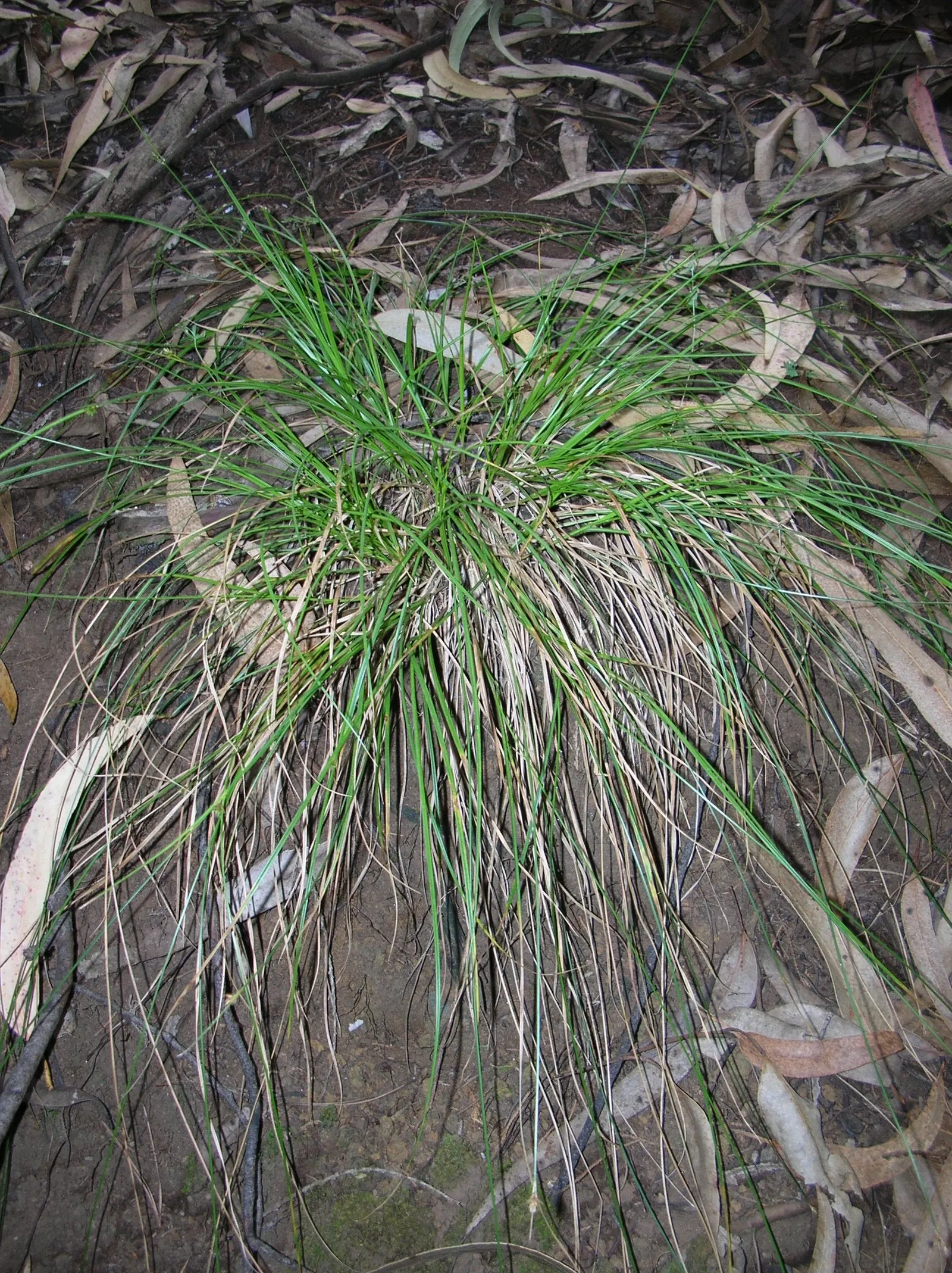 Rusty Sedge (Carex subfusca) — gold flowers in the garden; zones 5-9, it's a hardy choice for naturalistic or native plant designs