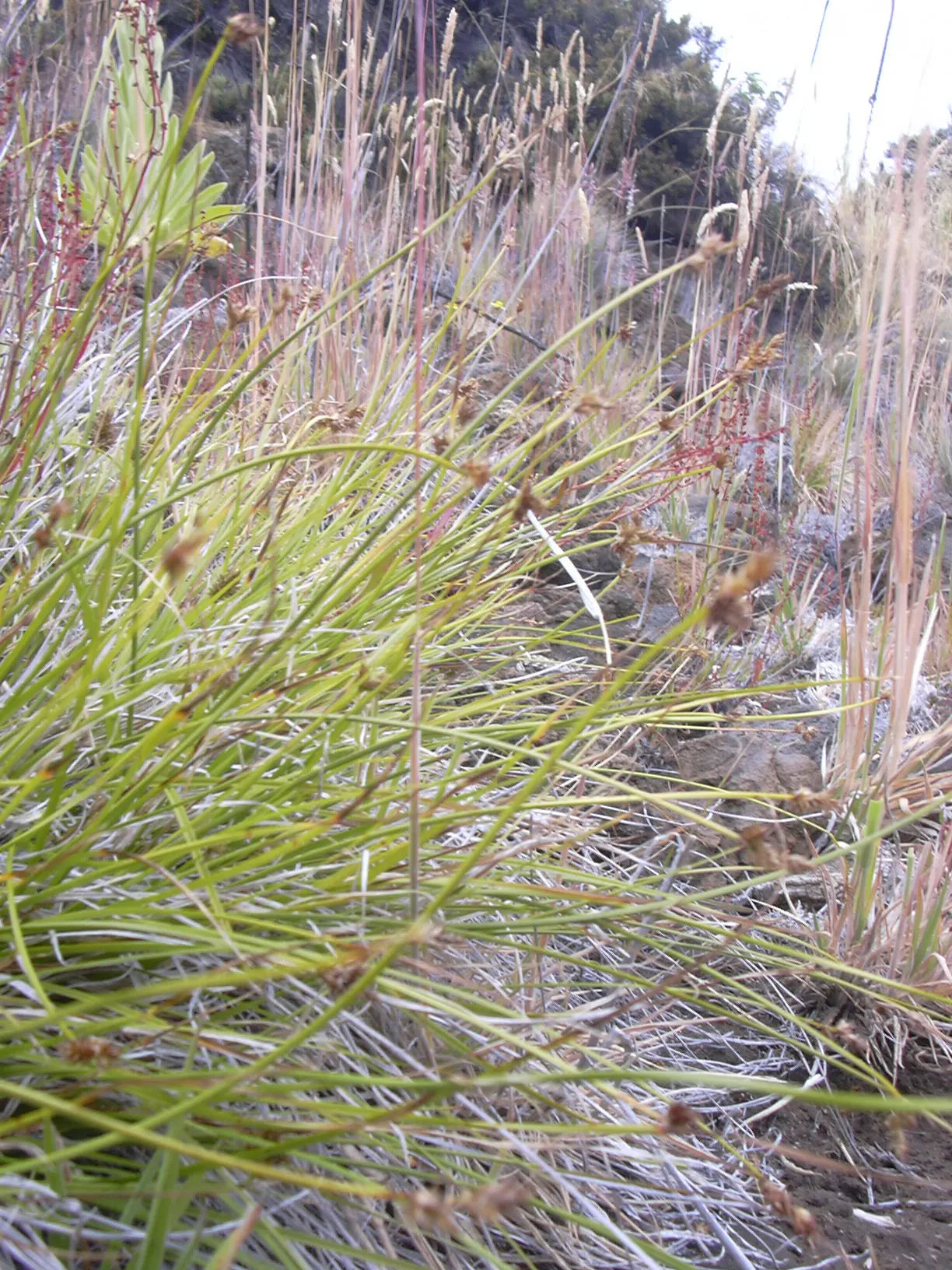 Rusty Sedge (Carex subfusca) — ensuring long-lasting performance in the garden.<br><br>Upon maturity