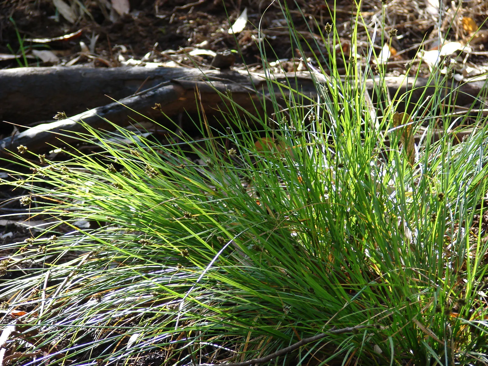 Rusty Sedge (Carex subfusca) — This sedge naturally thrives in USDA hardiness zones 5 through 9; scientifically known as Carex subfusca, image 54