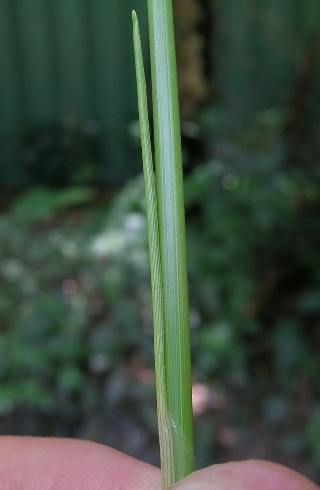 Rusty Sedge (Carex subfusca) — ensuring long-lasting performance in the garden.<br><br>Upon maturity; particularly noticeable at the base of the tufts