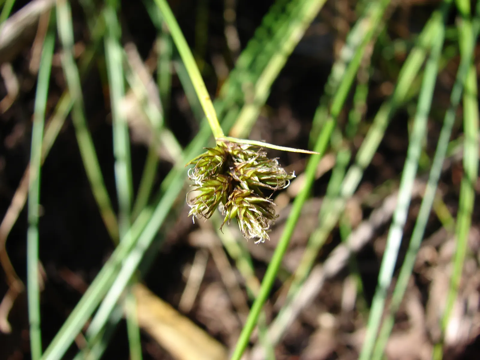 Rusty Sedge (Carex subfusca) — Easy to maintain, it's ideal for woodland settings and under-canopy planting; the leaves boast a deep green hue with, image 51