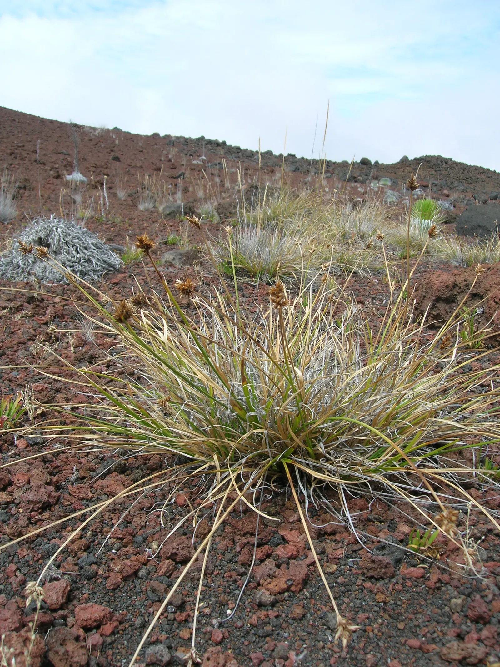 Rusty Sedge (Carex subfusca) — Zones 5-9, it's a hardy choice for naturalistic or native plant designs; rusty Sedge produces inconspicuous brown flower spikes