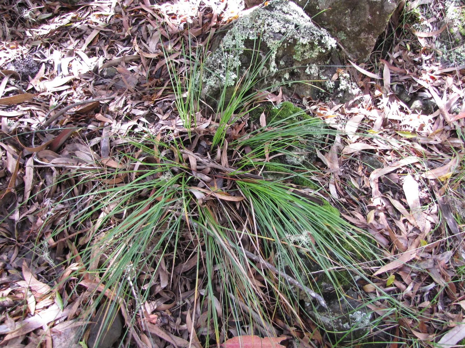 Rusty Sedge (Carex subfusca) — scientifically known as Carex subfusca