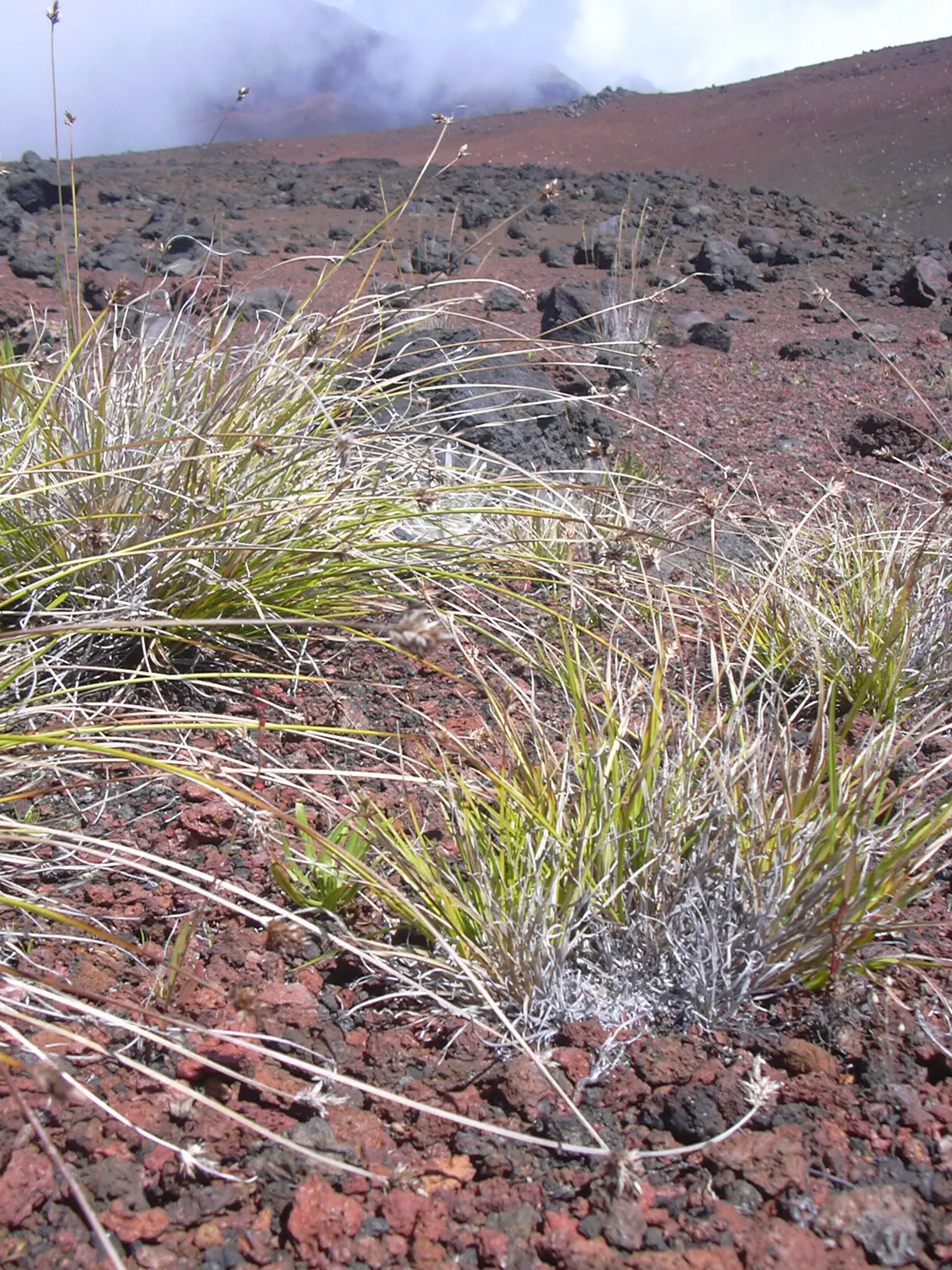 Rusty Sedge (Carex subfusca) — which add a subtle textural contrast to the foliage; the Rusty Sedge, Carex subfusca, is an evergreen perennial grass-like plant