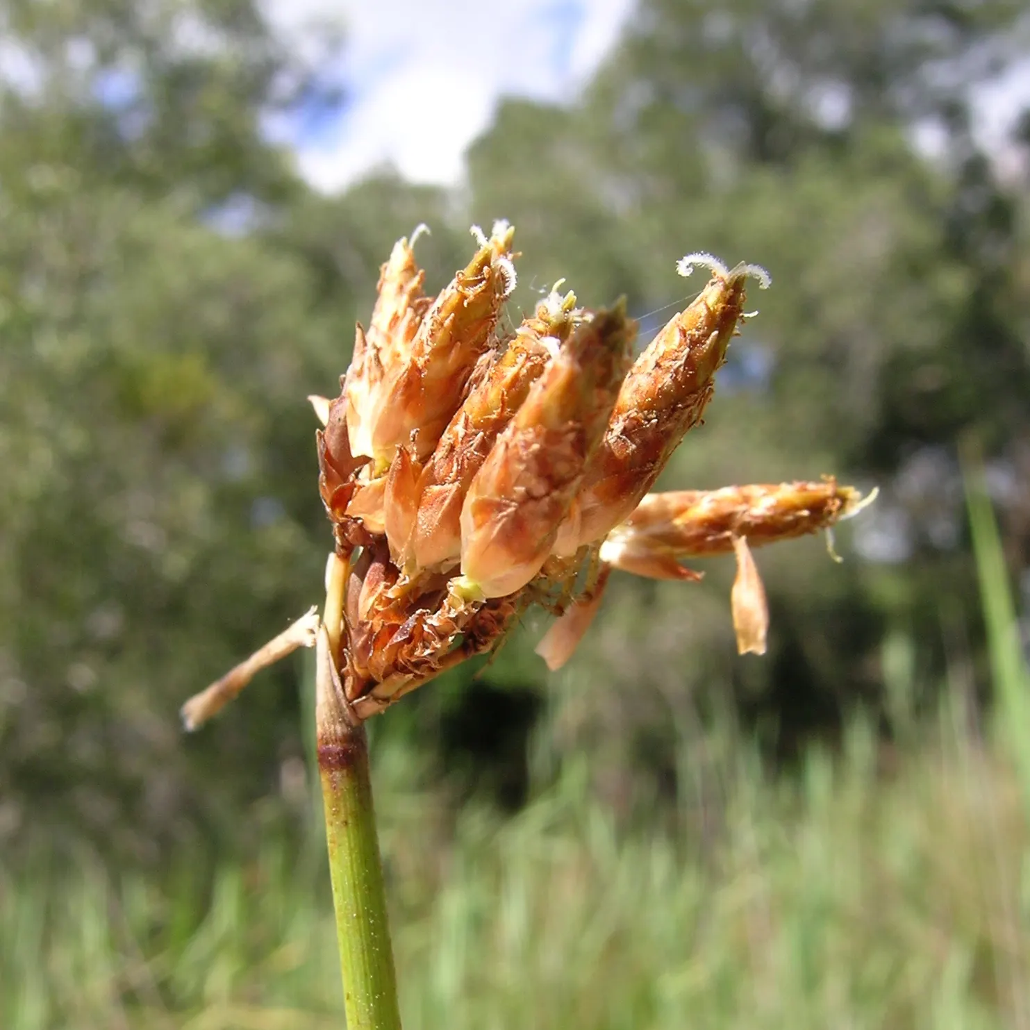 Rusty Sedge (Carex subfusca) — This sedge naturally thrives in USDA hardiness zones 5 through 9