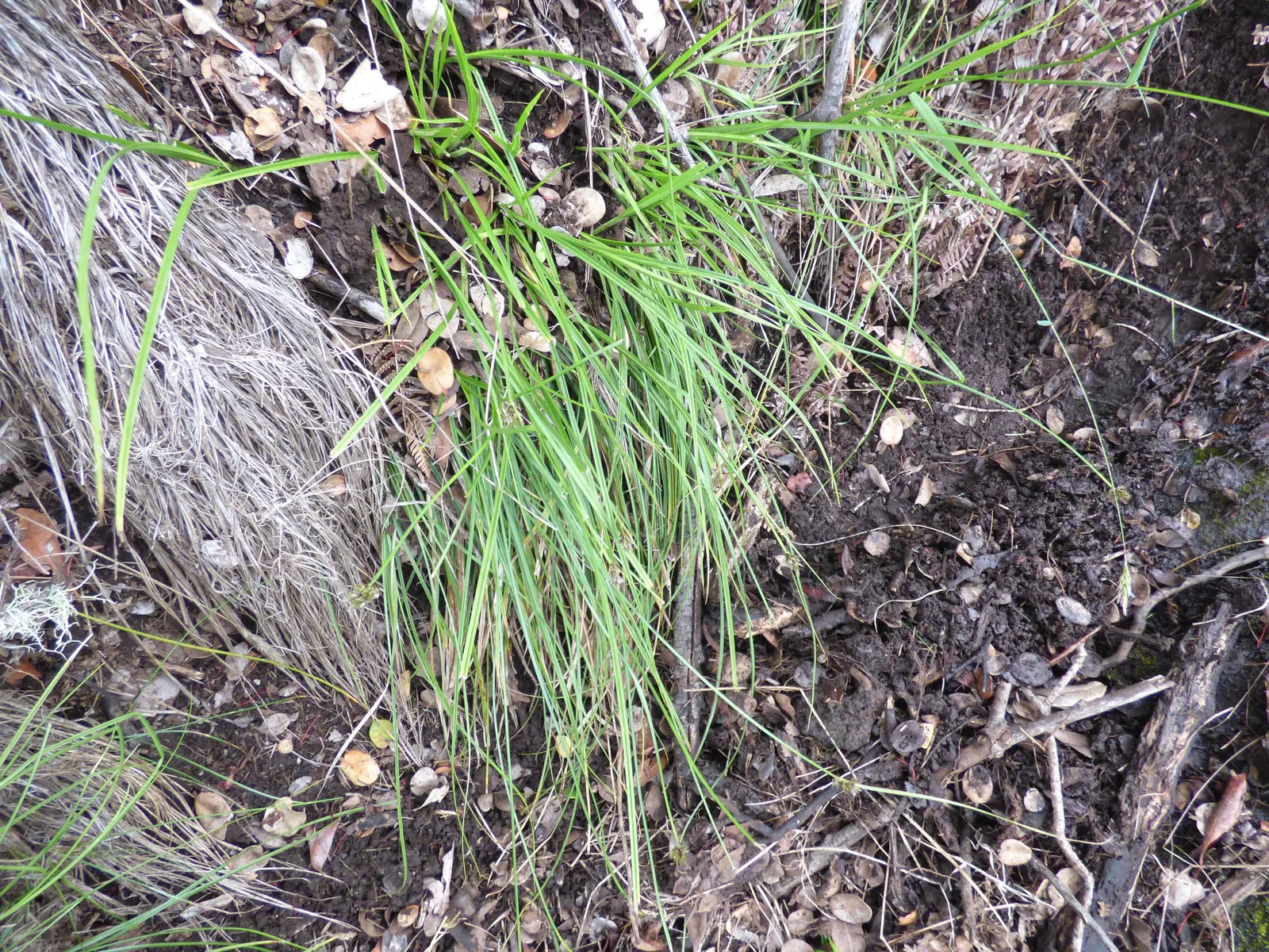 Rusty Sedge (Carex subfusca) — It also has excellent natural resistance to common pests and diseases; this sedge prefers part-shade to full-shade, image 60