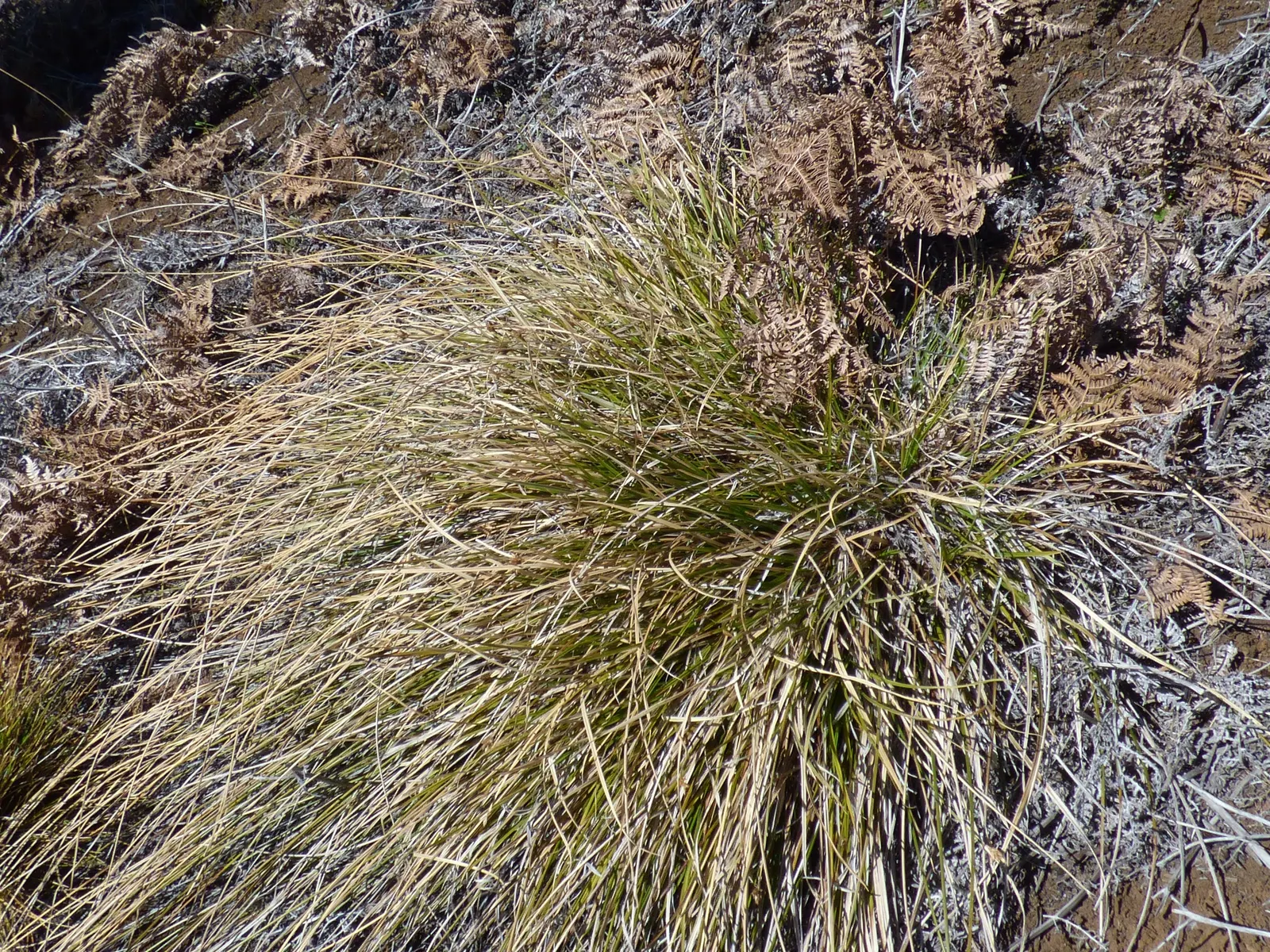 Rusty Sedge (Carex subfusca) — requiring minimal trimming to remove spent foliage and to maintain its tidy appearance