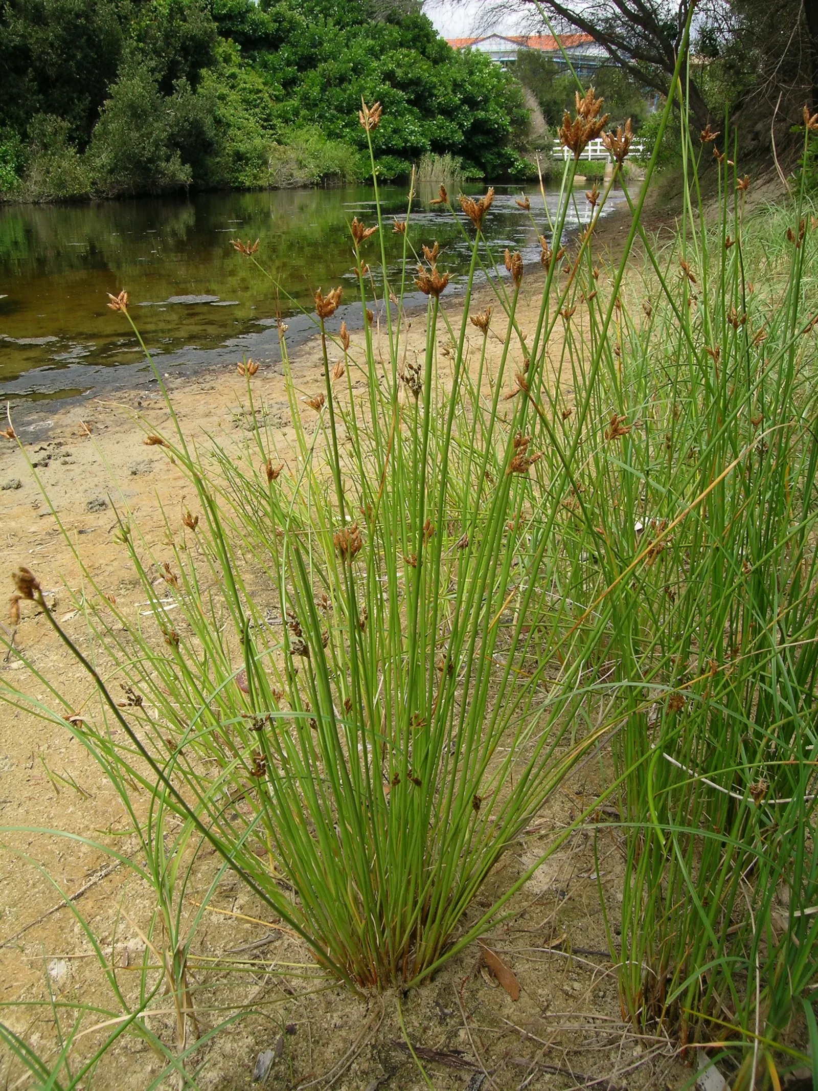 Rusty Sedge (Carex subfusca) — or as an understory accent in woodland gardens due to its lush foliage and graceful form; ensuring long-lasting performance in