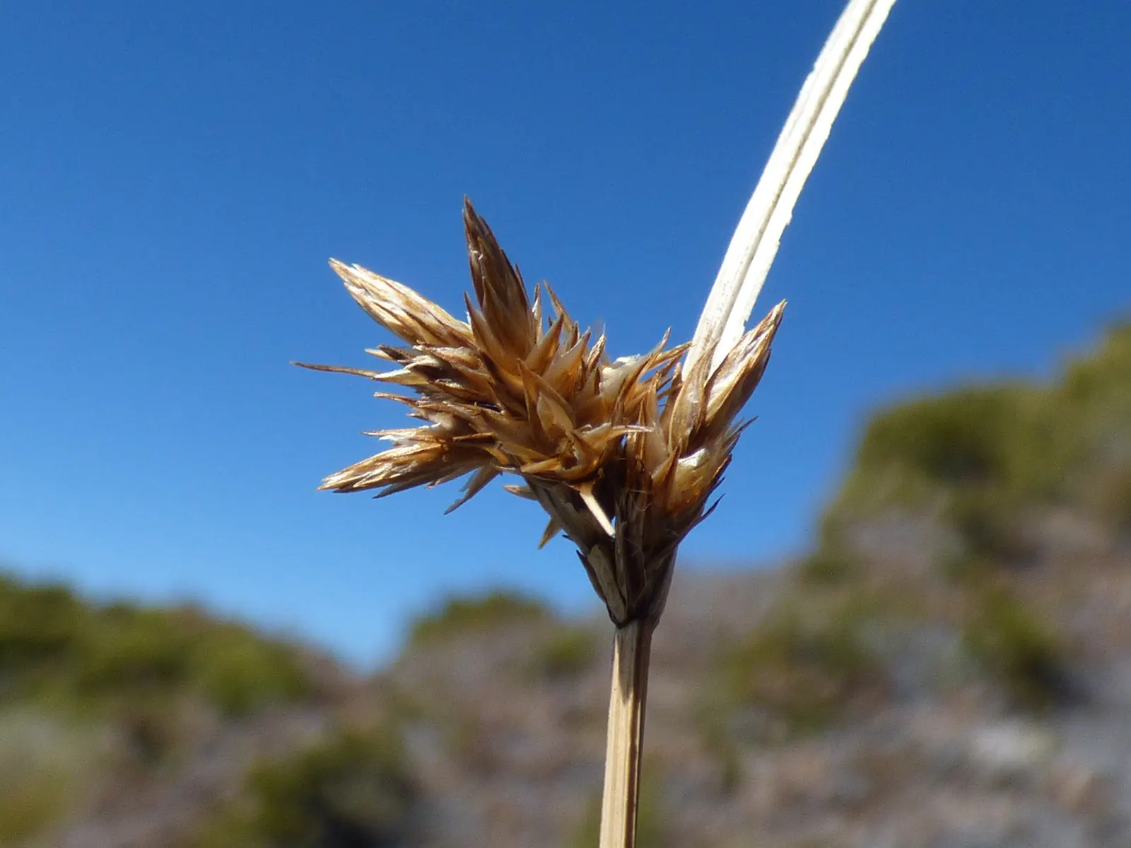 Rusty Sedge (Carex subfusca) — grass for full or half; granting clients a year-round interest in their garden landscape