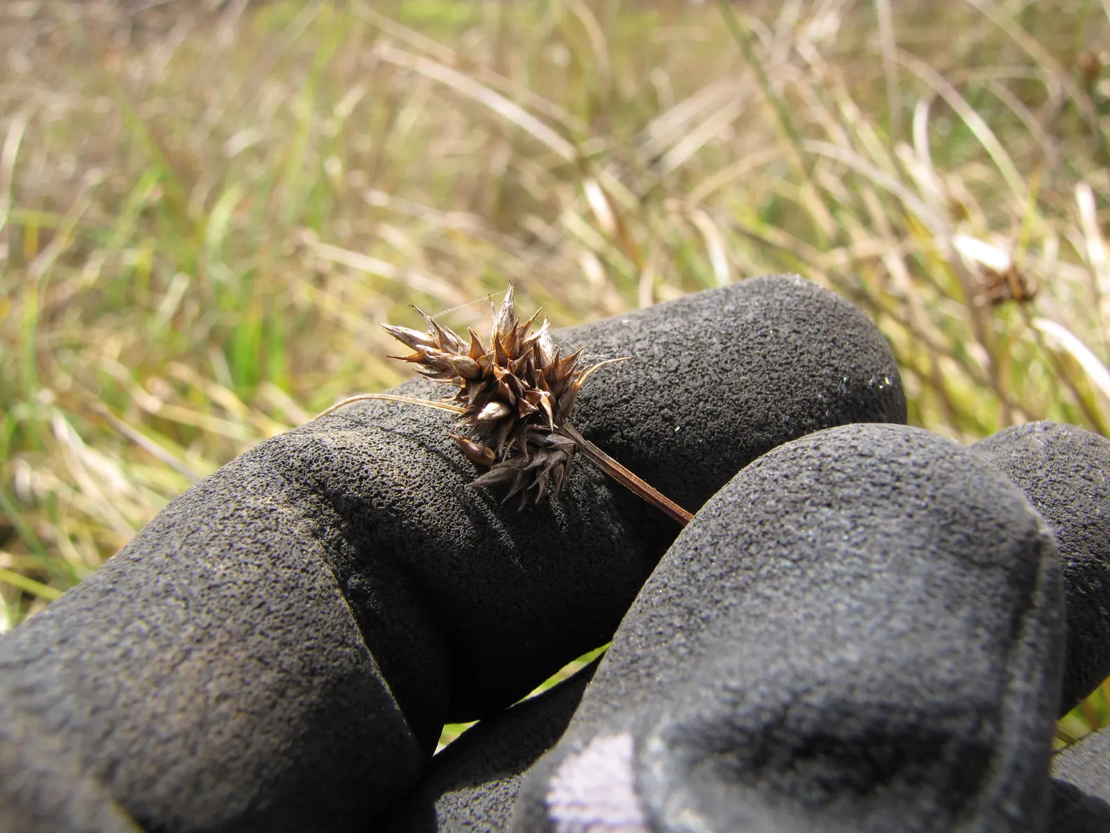 Rusty Sedge (Carex subfusca) — grass for full or half