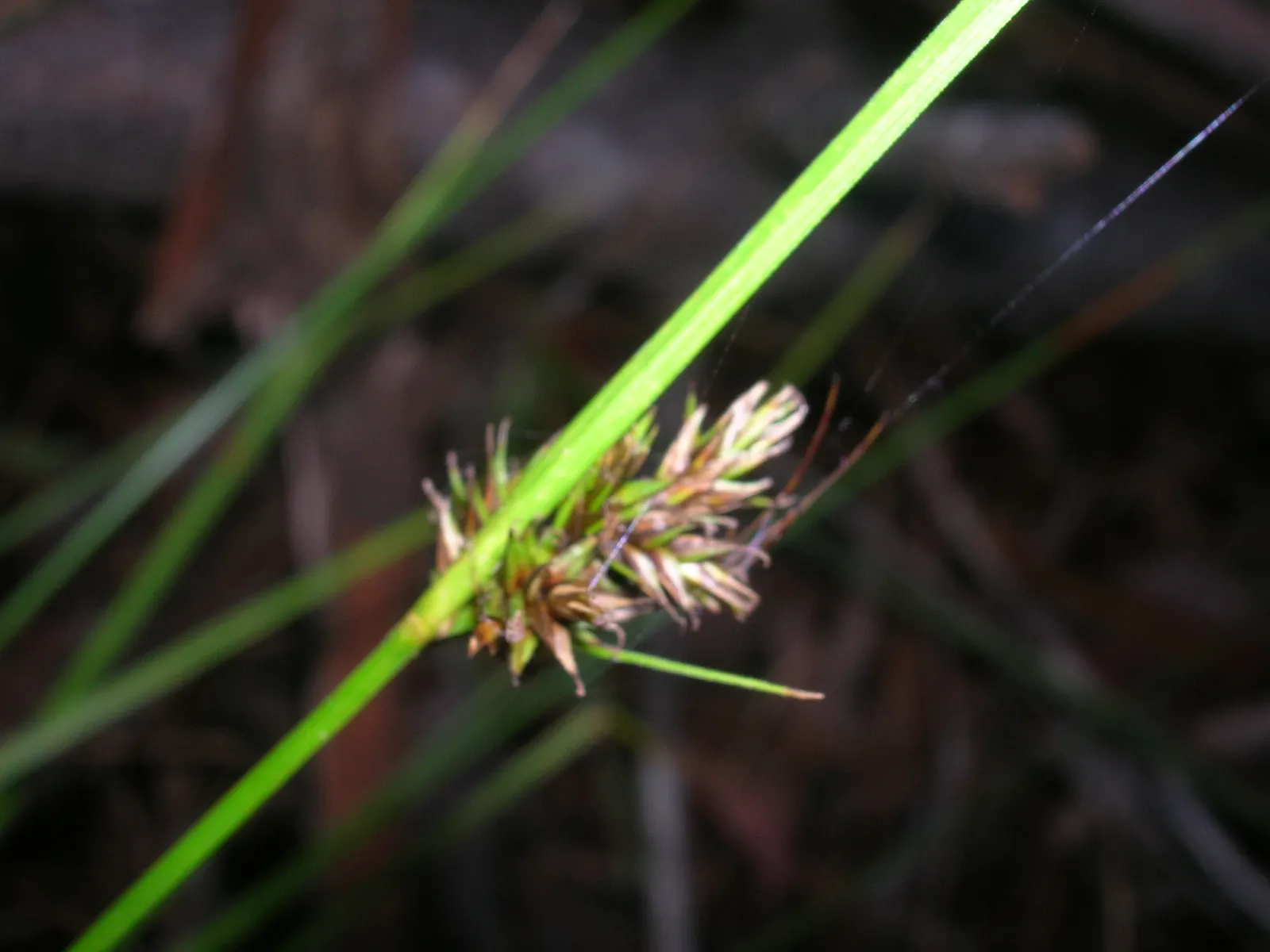 Rusty Sedge (Carex subfusca) — scientifically known as Carex subfusca; grass for full or half, image 53