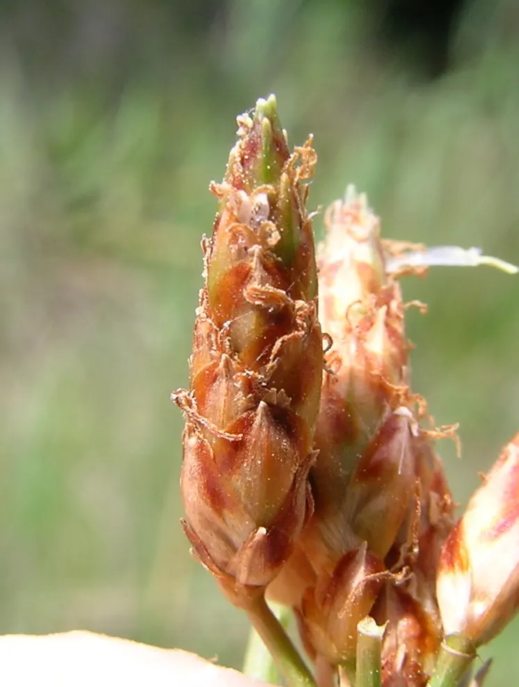 Rusty Sedge (Carex subfusca) — Mature specimens typically grow to a height of 6 to 10 inches; easy to maintain, it's ideal for woodland settings and