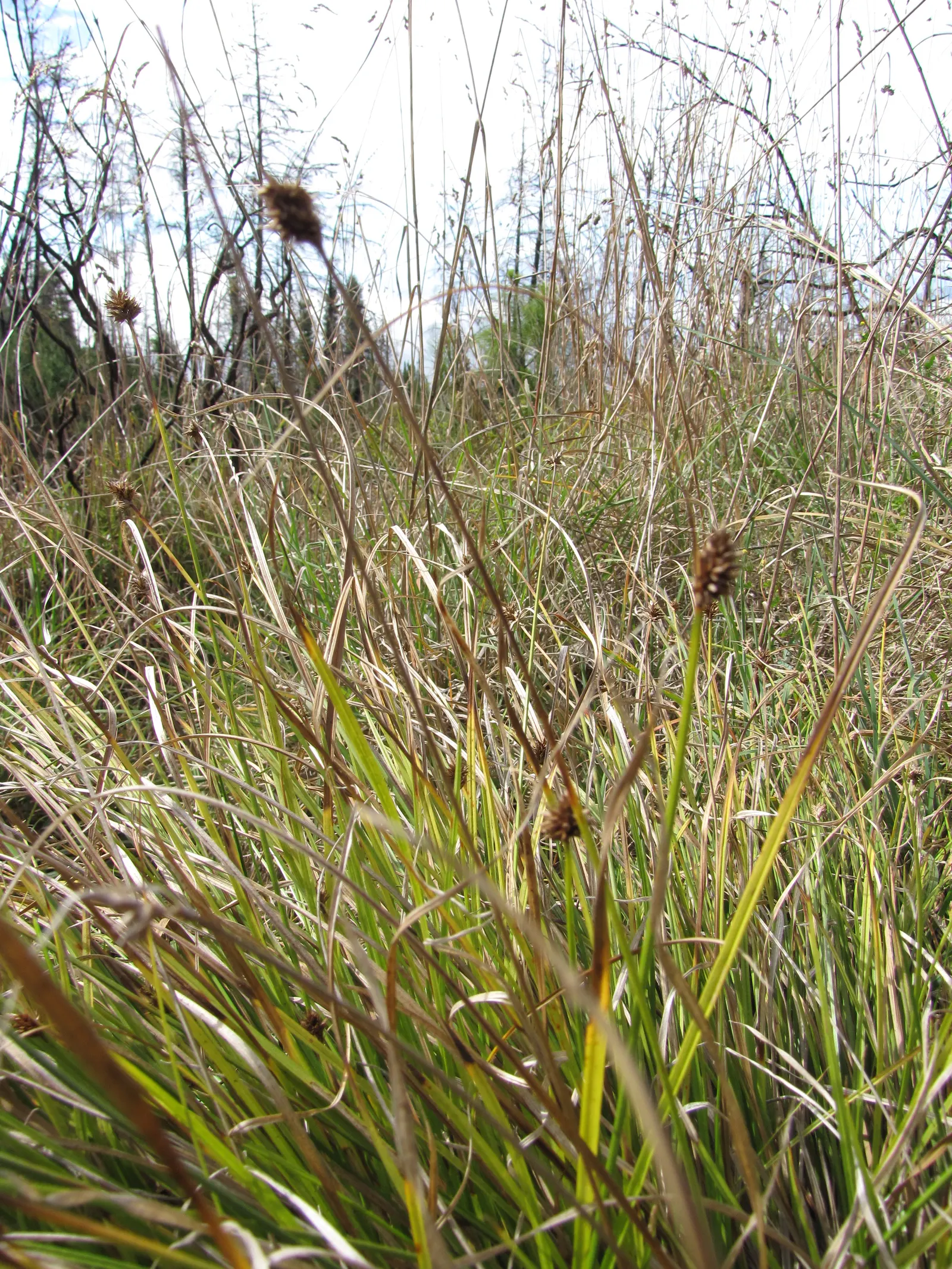 Rusty Sedge (Carex subfusca) — which add a subtle textural contrast to the foliage