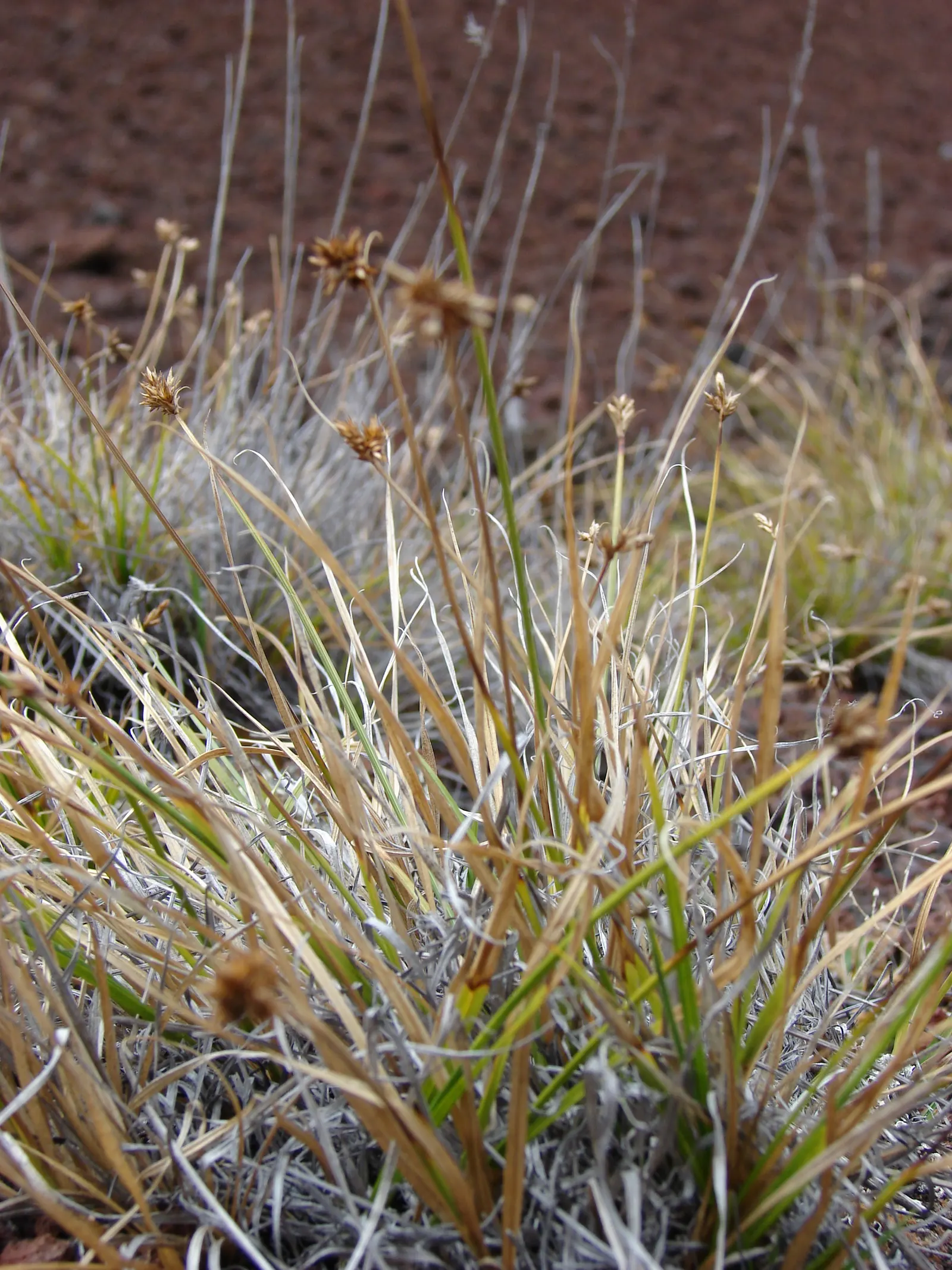 Rusty Sedge (Carex subfusca) — The Rusty Sedge, Carex subfusca, is an evergreen perennial grass-like plant with fine-textured, arching blades
