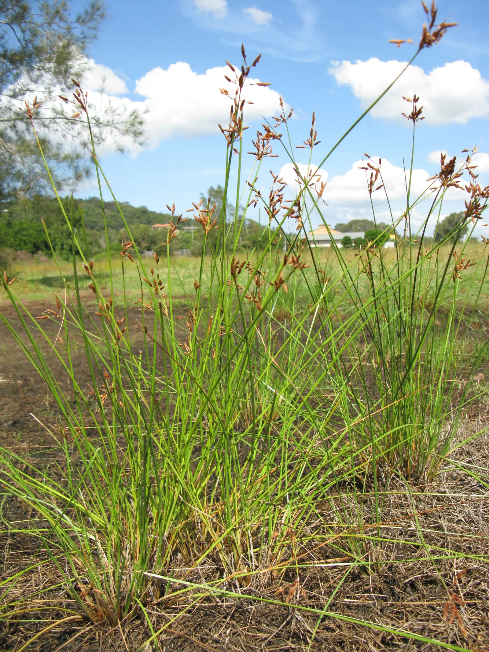 Rusty Sedge (Carex subfusca) — This sedge is an ideal choice for mass plantings