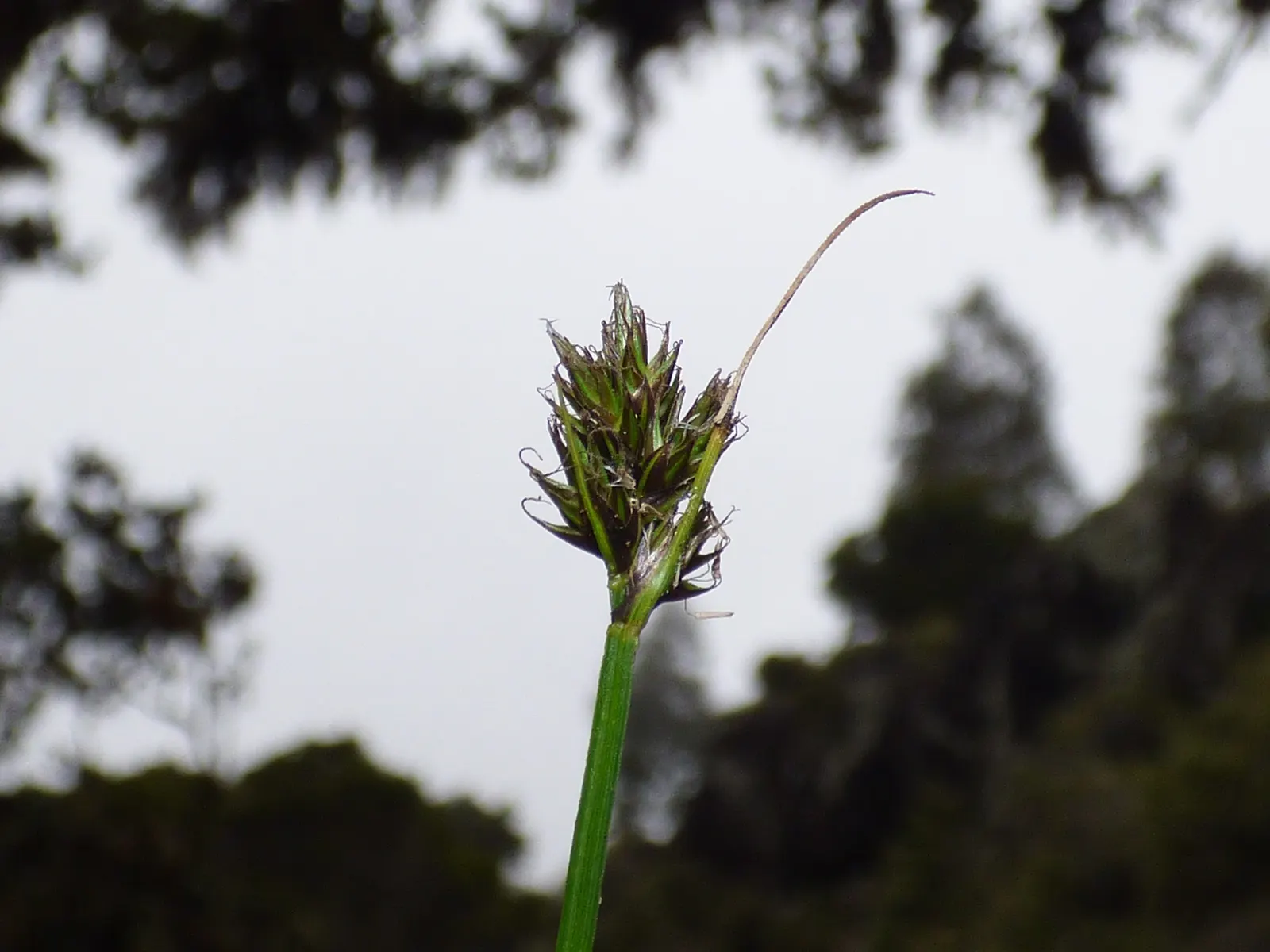 Rusty Sedge (Carex subfusca) — granting clients a year-round interest in their garden landscape
