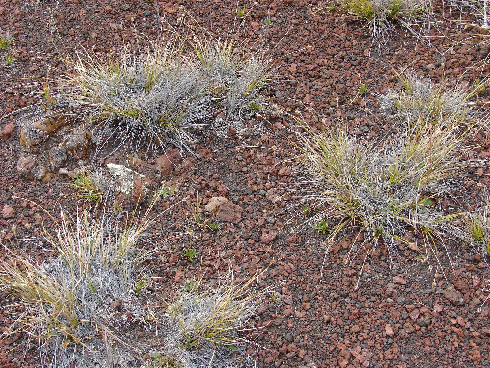 Rusty Sedge (Carex subfusca) — Zones 5-9, it's a hardy choice for naturalistic or native plant designs; rusty Sedge produces inconspicuous brown, image 52