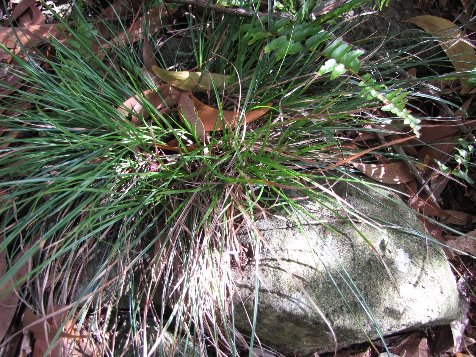 Rusty Sedge (Carex subfusca) — It typically grows 6-12 inches high and wide