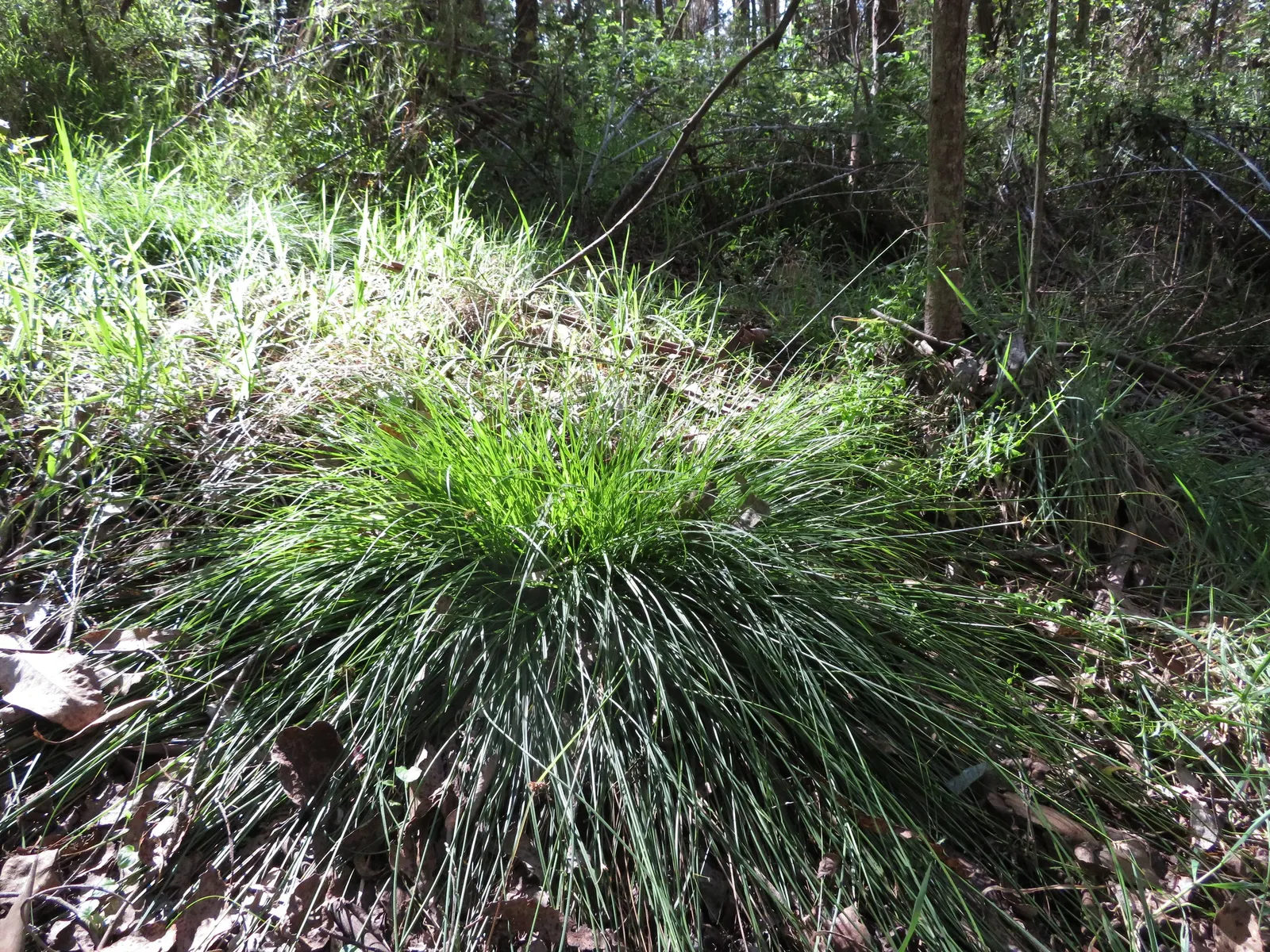 Rusty Sedge (Carex subfusca) — The leaves boast a deep green hue with a subtle rust-colored tinge; it also has excellent natural resistance to common pests and