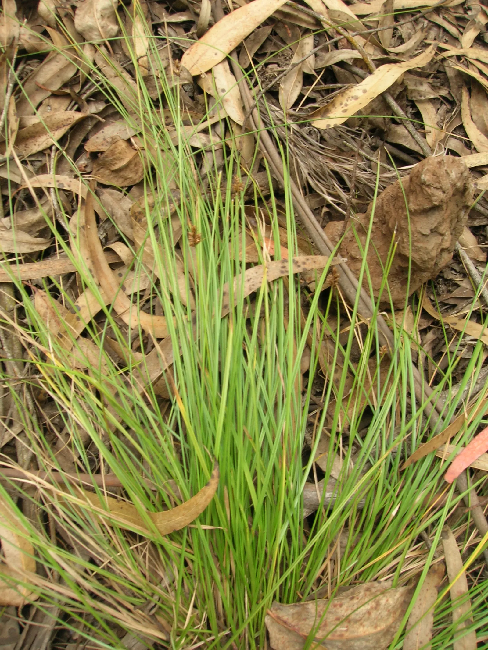 Rusty Sedge (Carex subfusca) — particularly noticeable at the base of the tufts; gold flowers in the garden, image 56