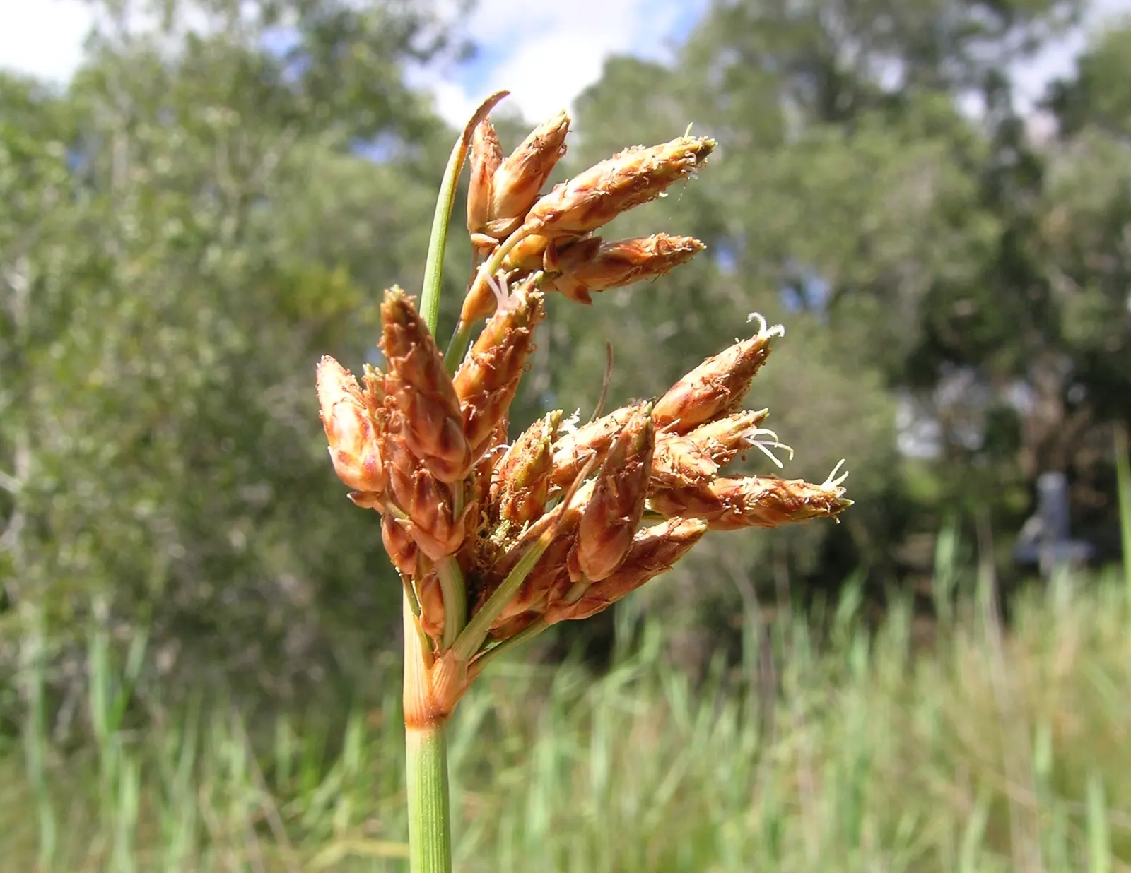 Rusty Sedge (Carex subfusca) — requiring minimal trimming to remove spent foliage and to maintain its tidy appearance; or as an understory accent, image 59