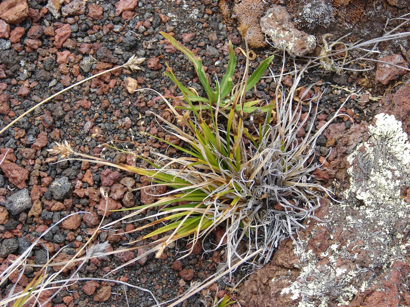 Rusty Sedge (Carex subfusca) — It typically grows 6-12 inches high and wide; mature specimens typically grow to a height of 6 to 10 inches, image 48