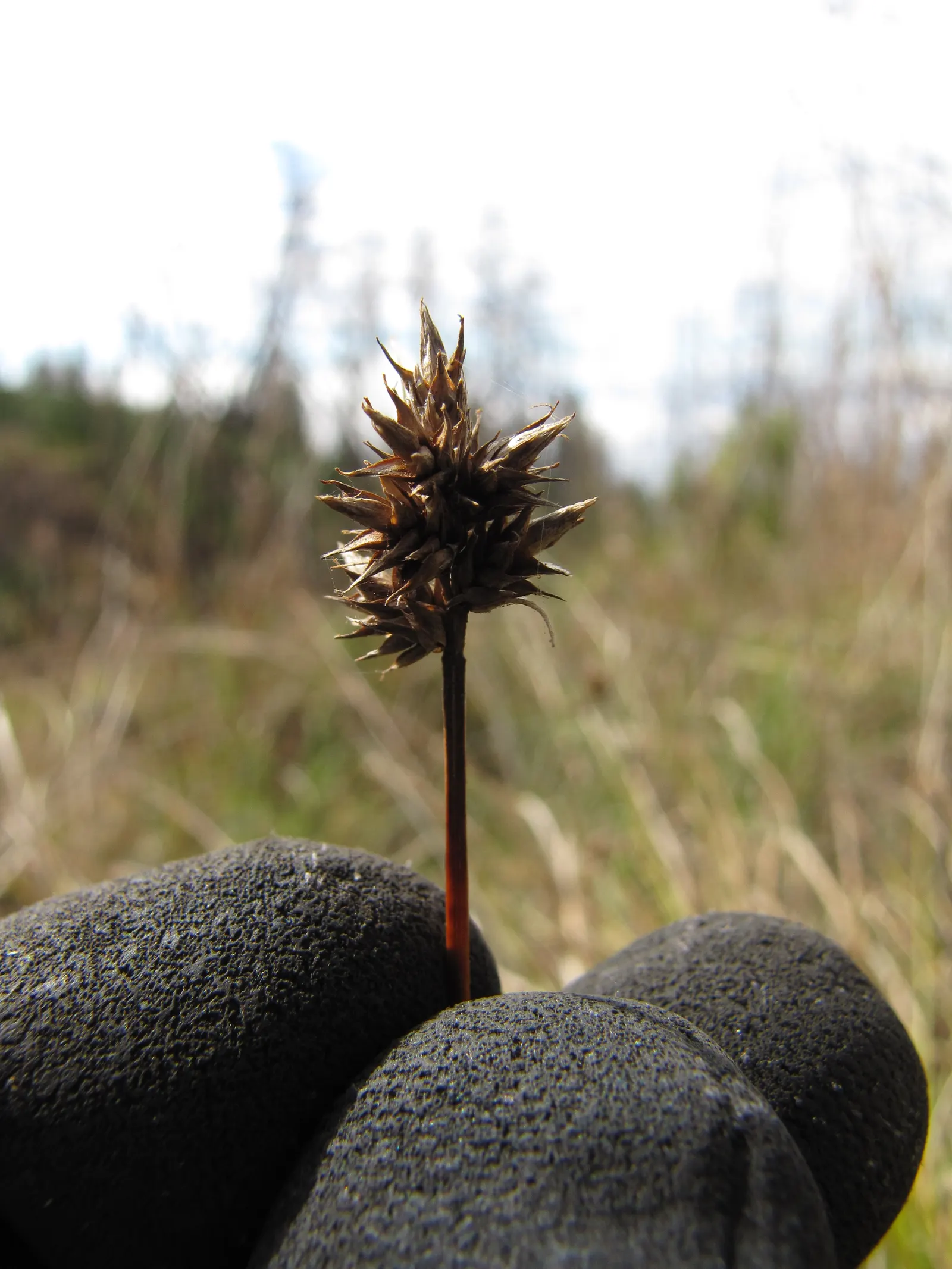 Rusty Sedge (Carex subfusca) — It also has excellent natural resistance to common pests and diseases